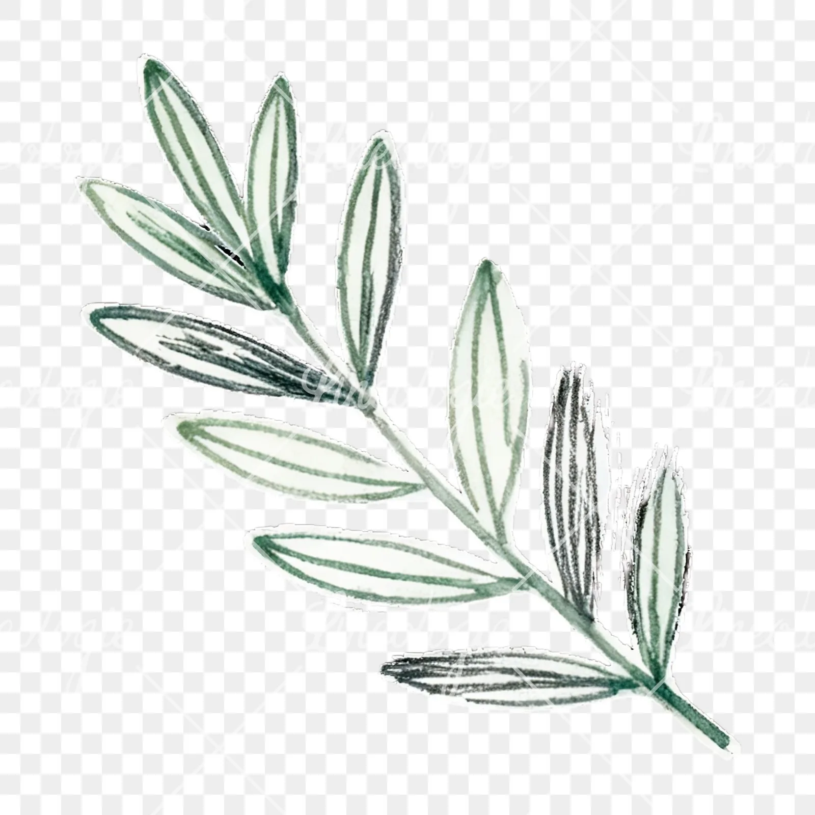Watercolor light green laurel leaves branch clipart 2 of 12 on a transparent background (PNG)
