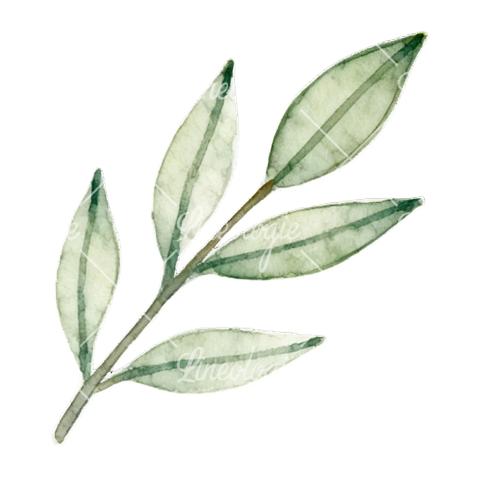 Watercolor light green laurel leaves branch clipart 3 of 12 on a white background (JPG)