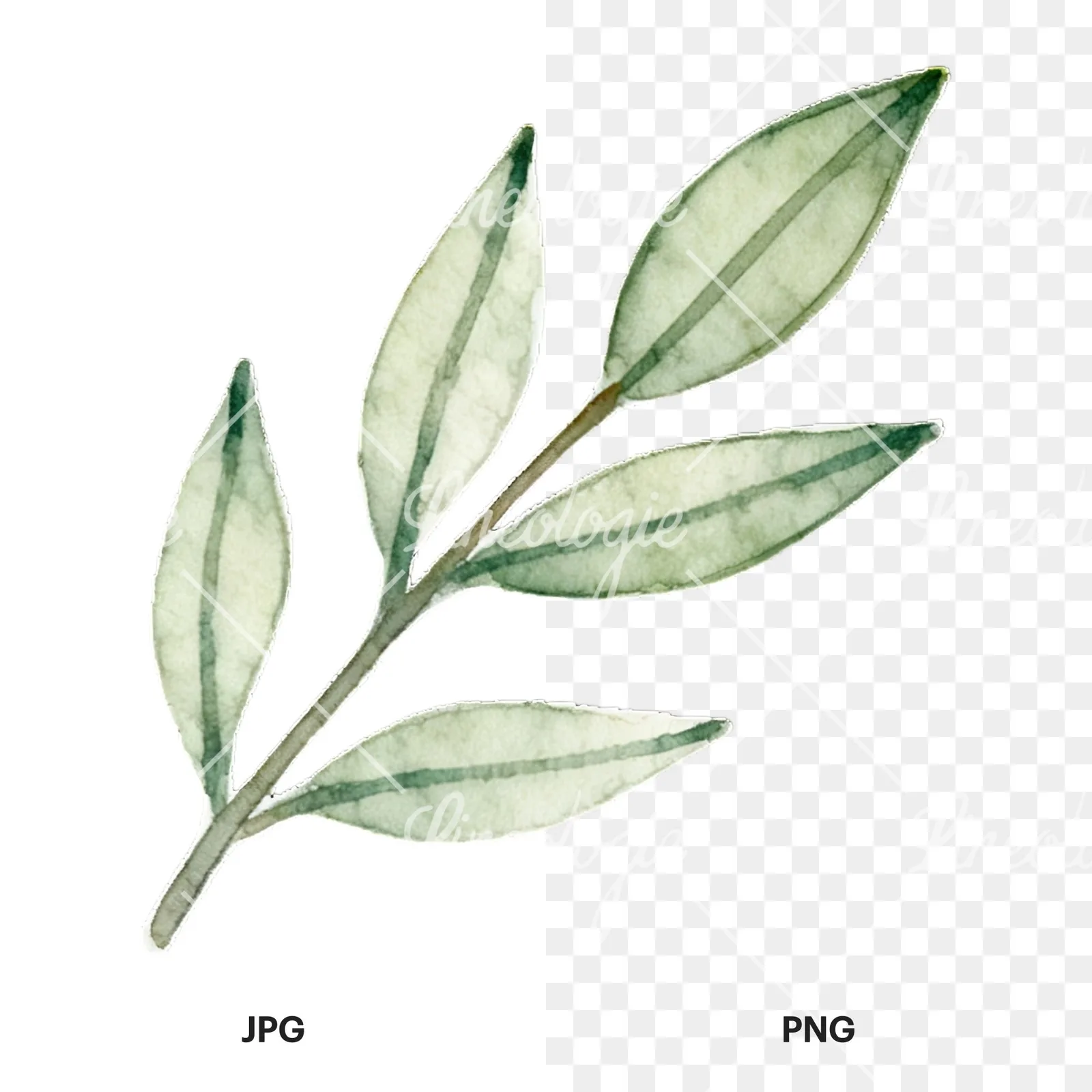 Watercolor light green laurel leaves branch clipart 3 of 12, as a JPG on white and a transparent PNG
