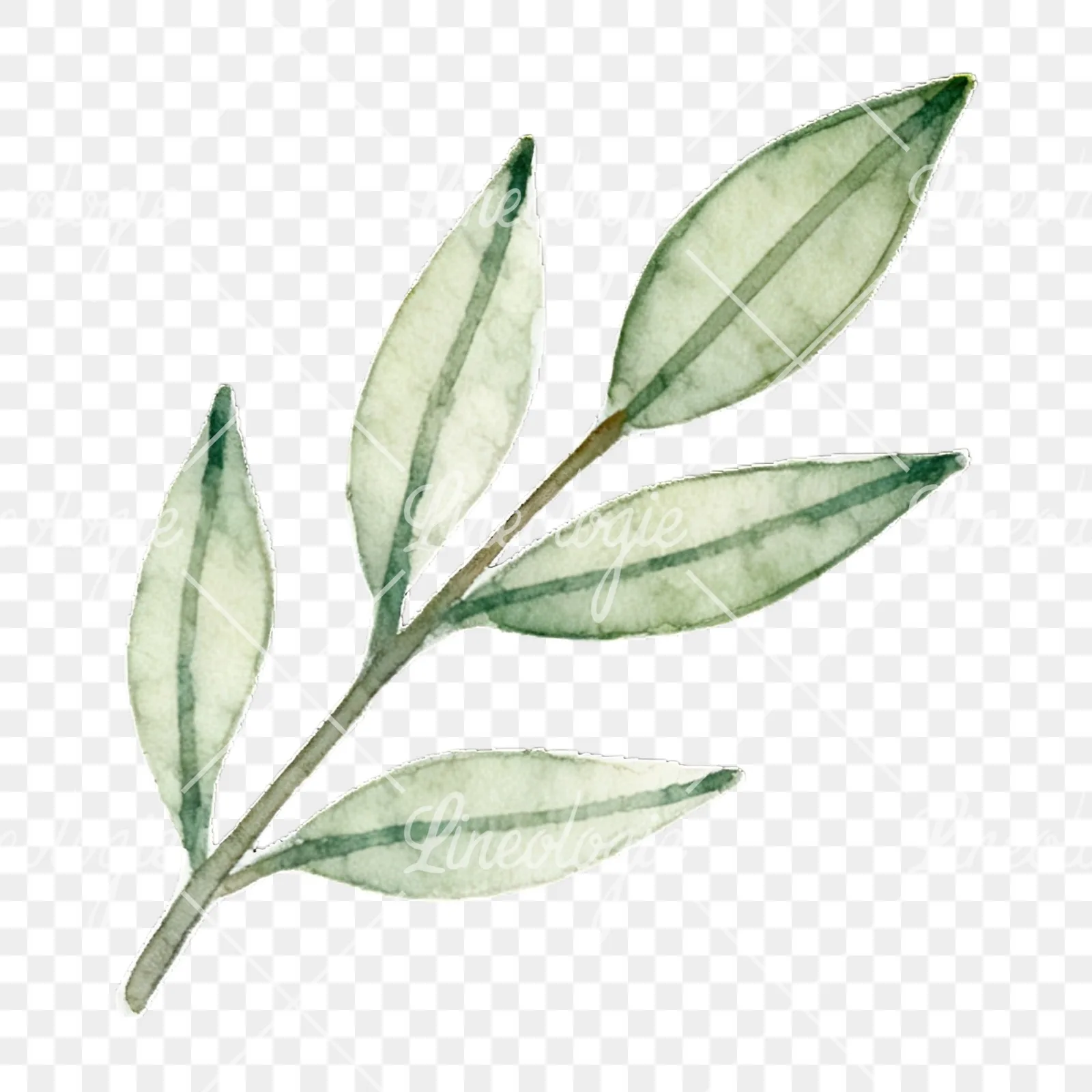 Watercolor light green laurel leaves branch clipart 3 of 12 on a transparent background (PNG)