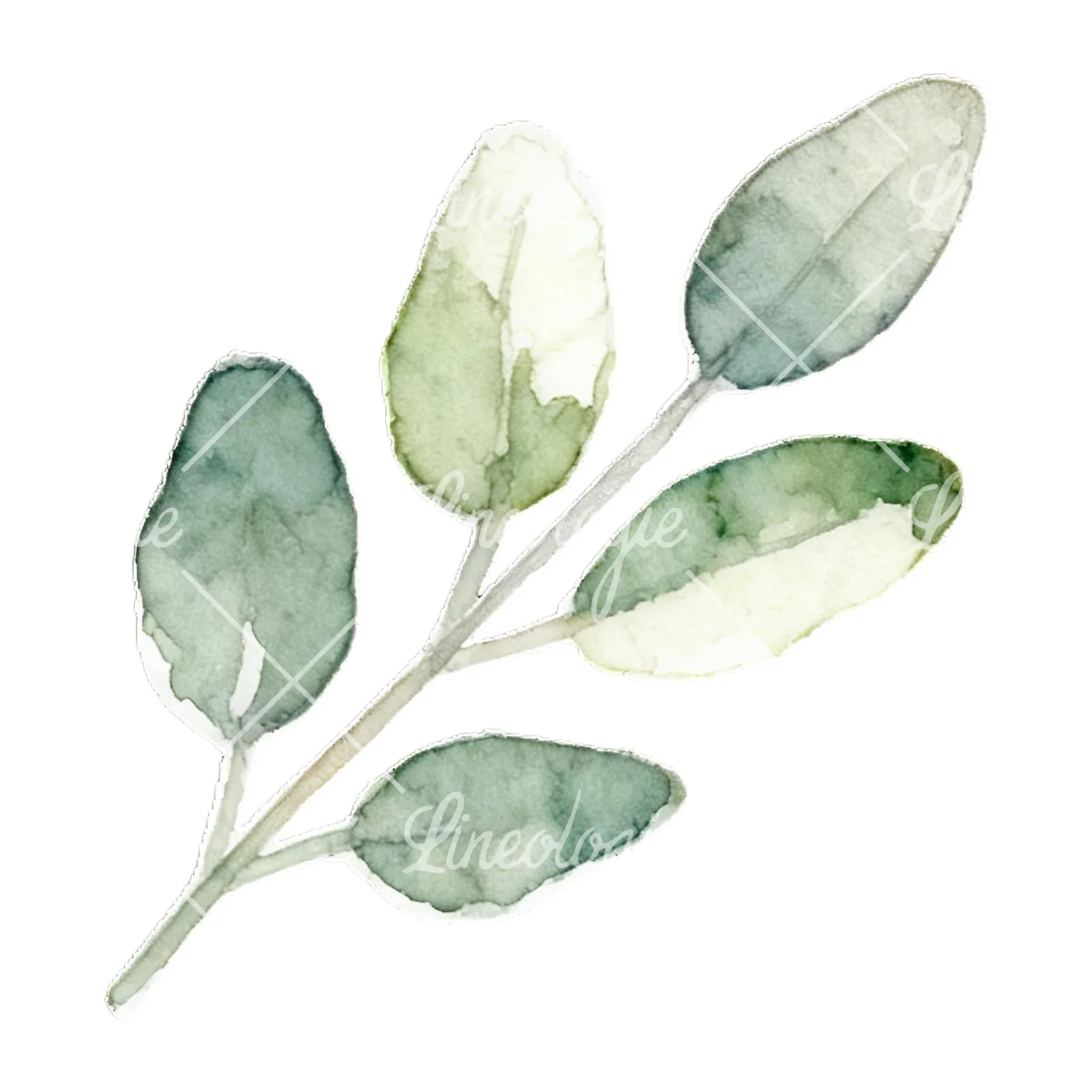 Watercolor light green laurel leaves branch clipart 4 of 12 on a white background (JPG)