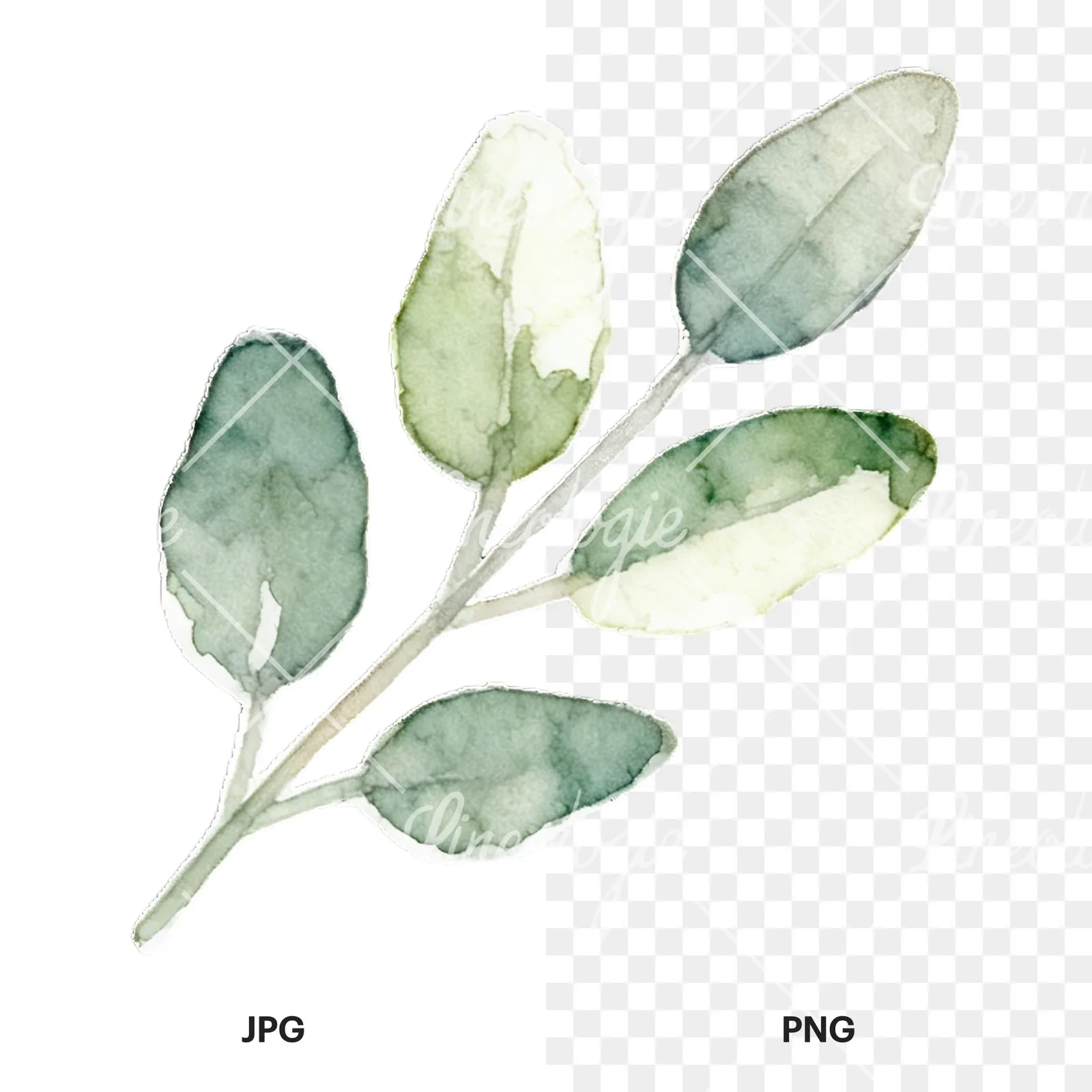 Watercolor light green laurel leaves branch clipart 4 of 12, as a JPG on white and a transparent PNG