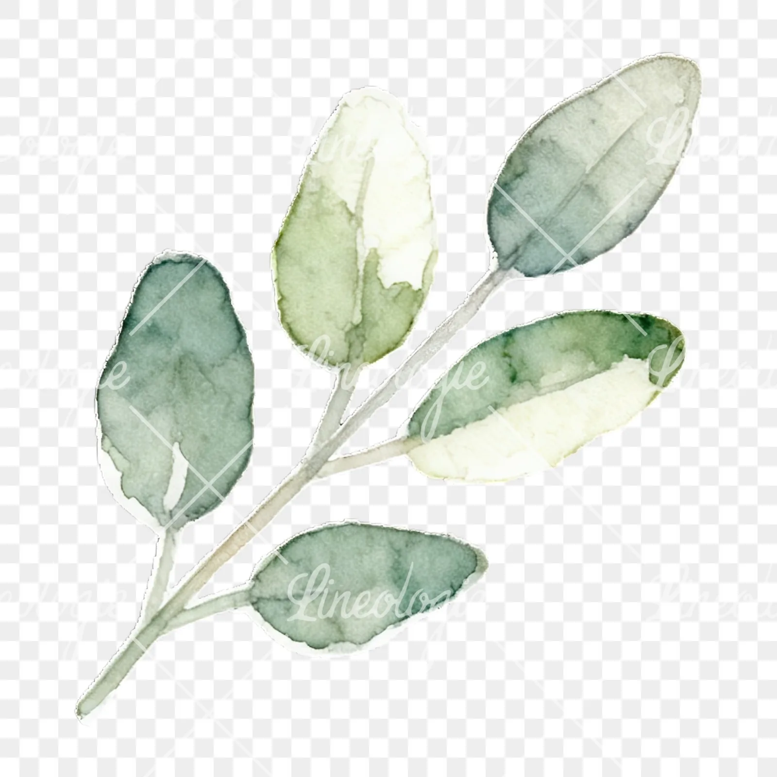 Watercolor light green laurel leaves branch clipart 4 of 12 on a transparent background (PNG)