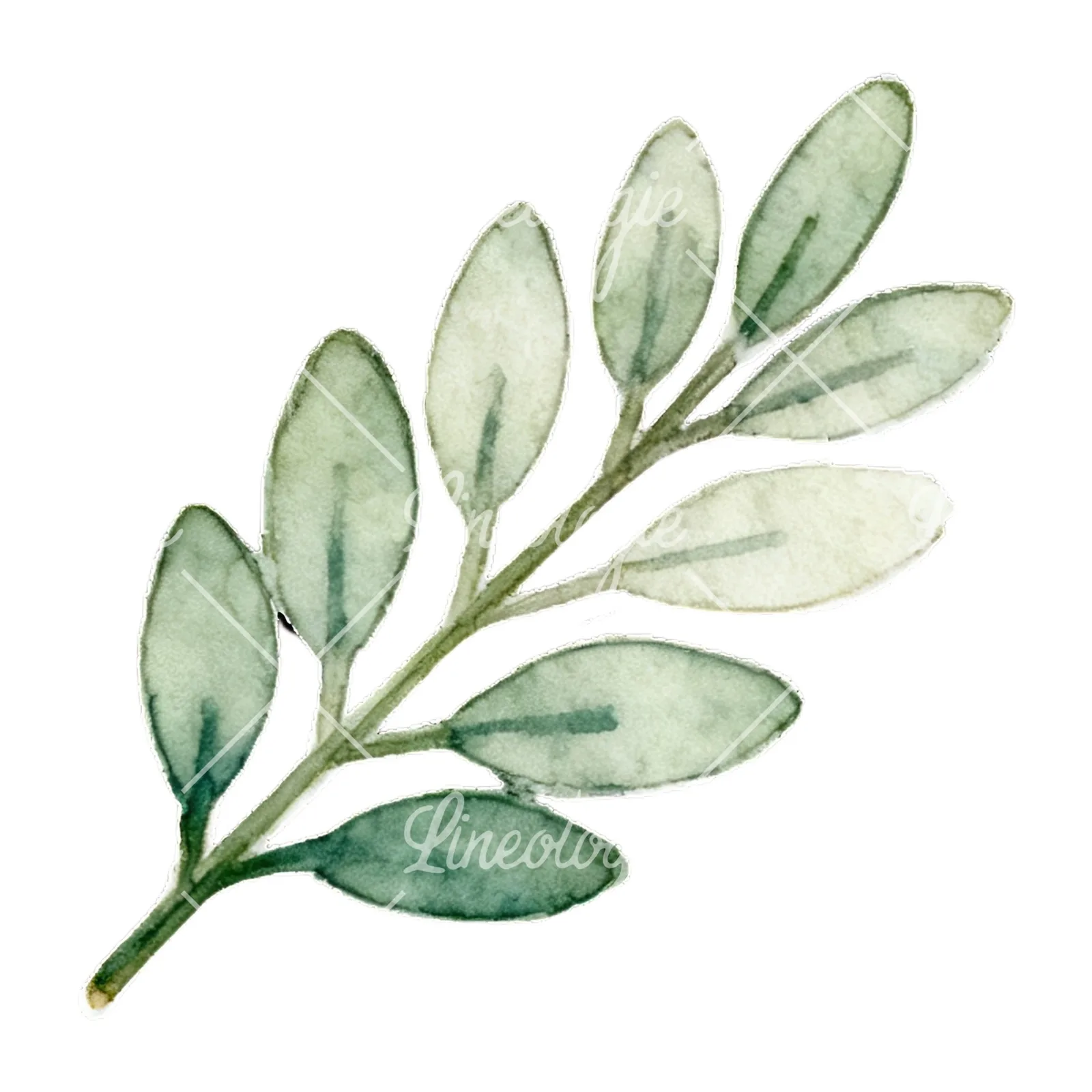 Watercolor light green laurel leaves branch clipart 5 of 12 on a white background (JPG)