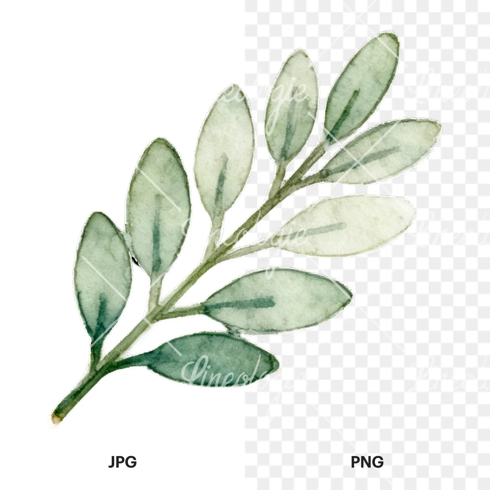 Watercolor light green laurel leaves branch clipart 5 of 12, as a JPG on white and a transparent PNG