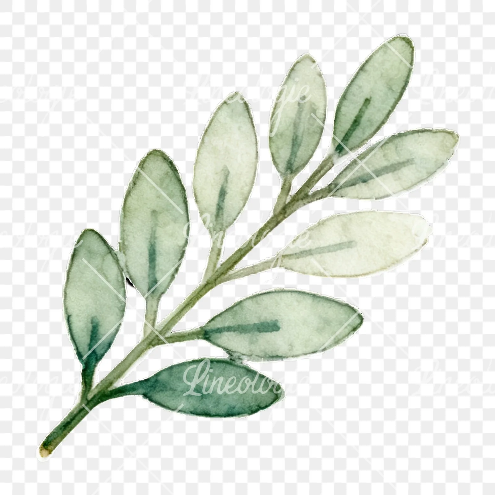 Watercolor light green laurel leaves branch clipart 5 of 12 on a transparent background (PNG)