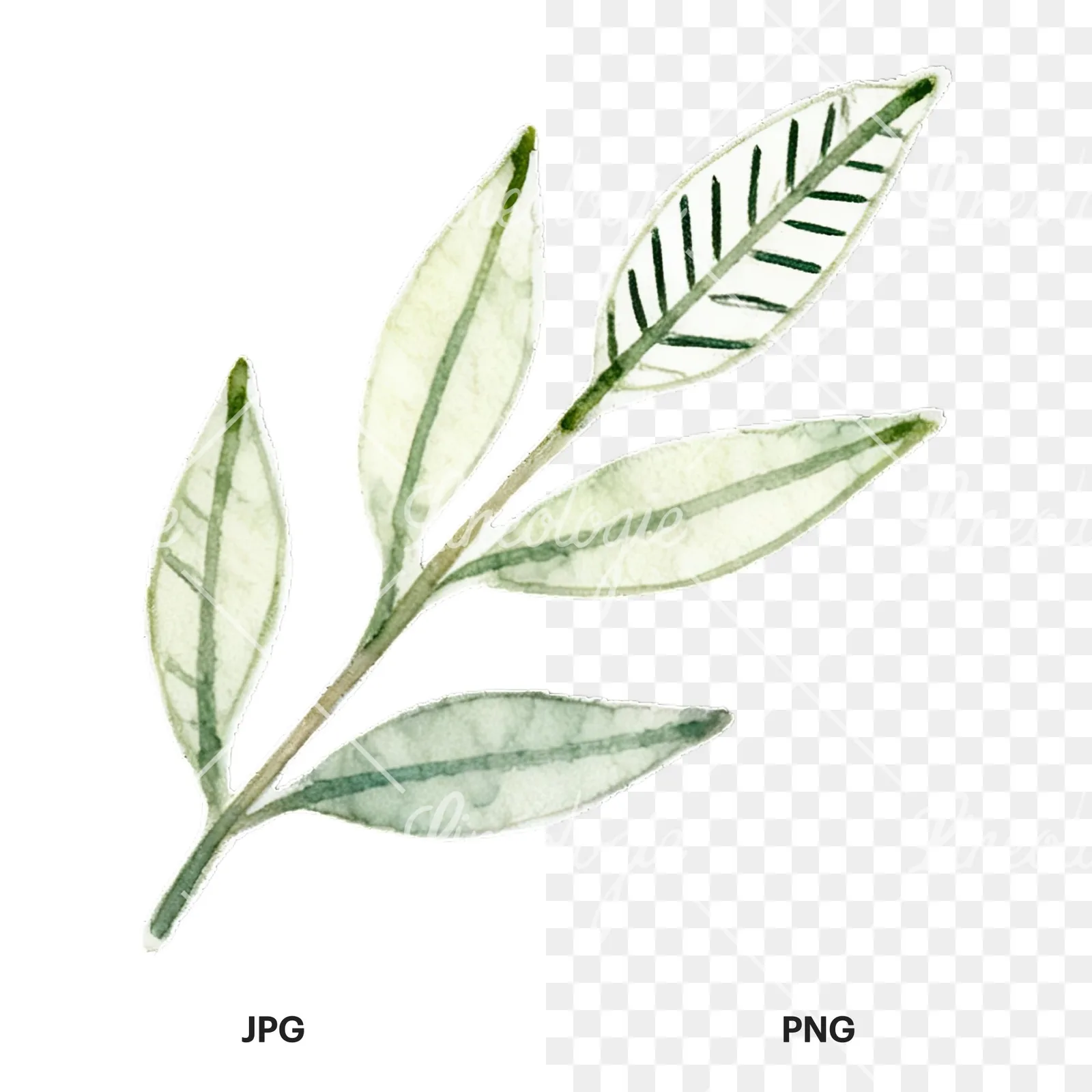 Watercolor light green laurel leaves branch clipart 6 of 12, as a JPG on white and a transparent PNG
