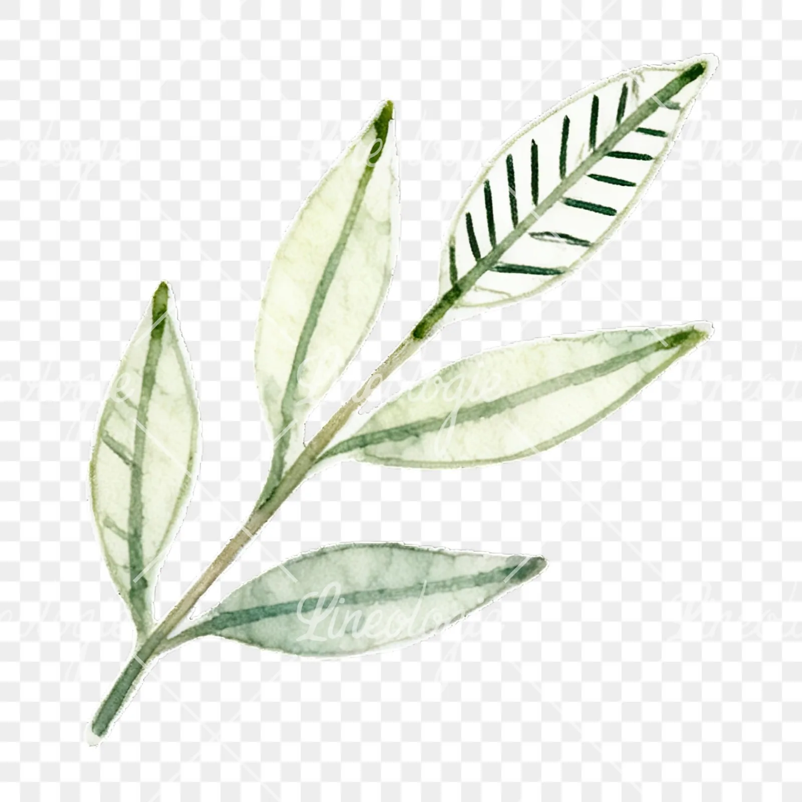 Watercolor light green laurel leaves branch clipart 6 of 12 on a transparent background (PNG)