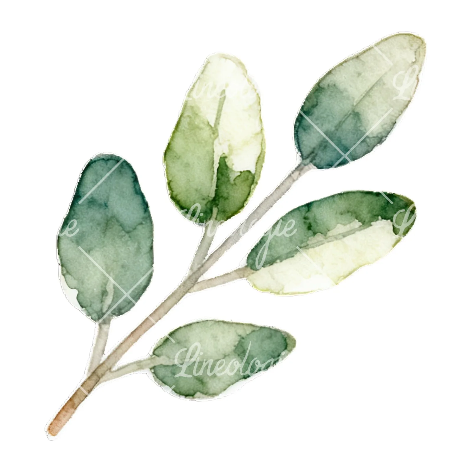 Watercolor light green laurel leaves branch clipart 7 of 12 on a white background (JPG)