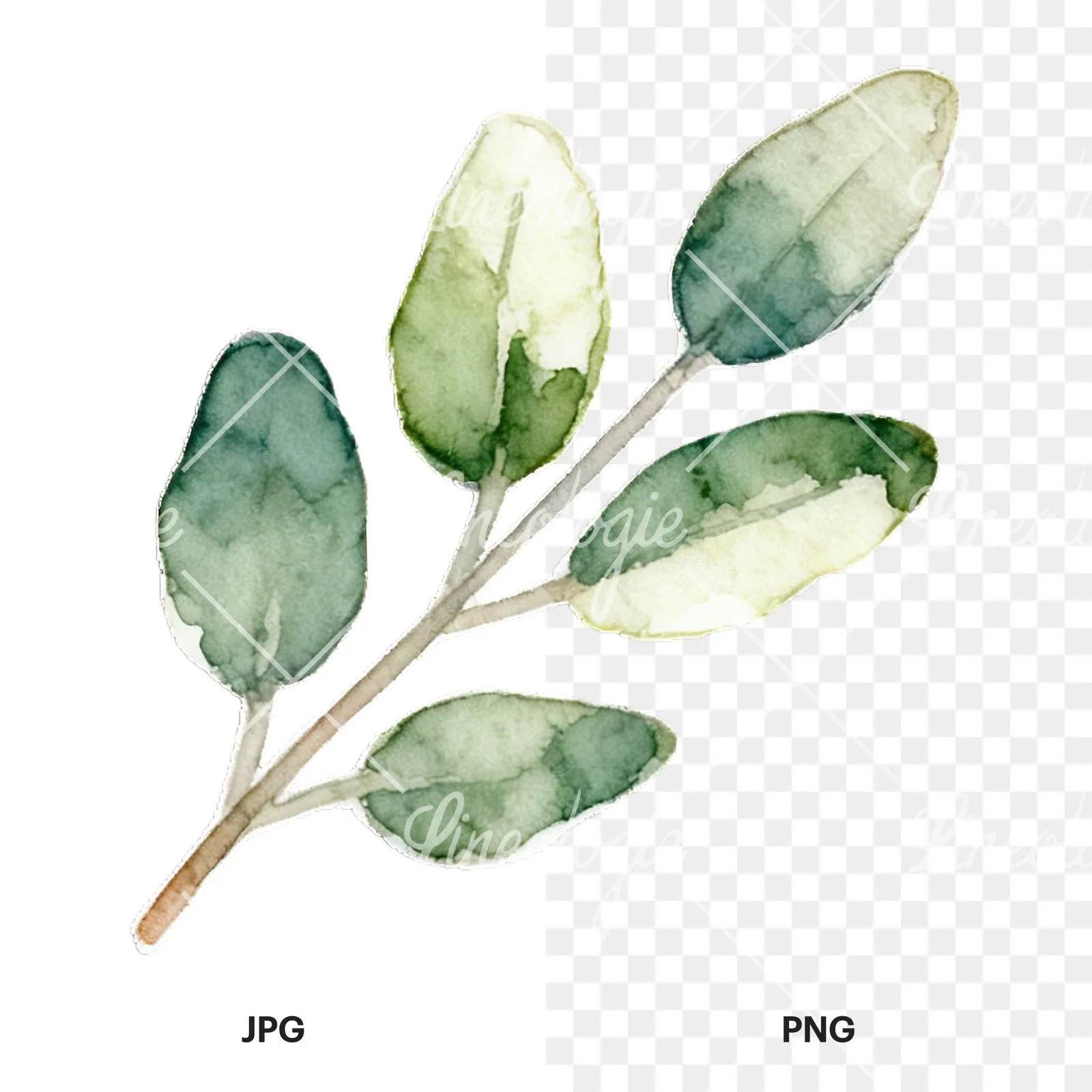 Watercolor light green laurel leaves branch clipart 7 of 12, as a JPG on white and a transparent PNG
