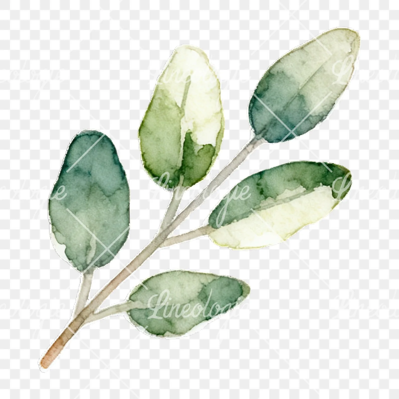 Watercolor light green laurel leaves branch clipart 7 of 12 on a transparent background (PNG)