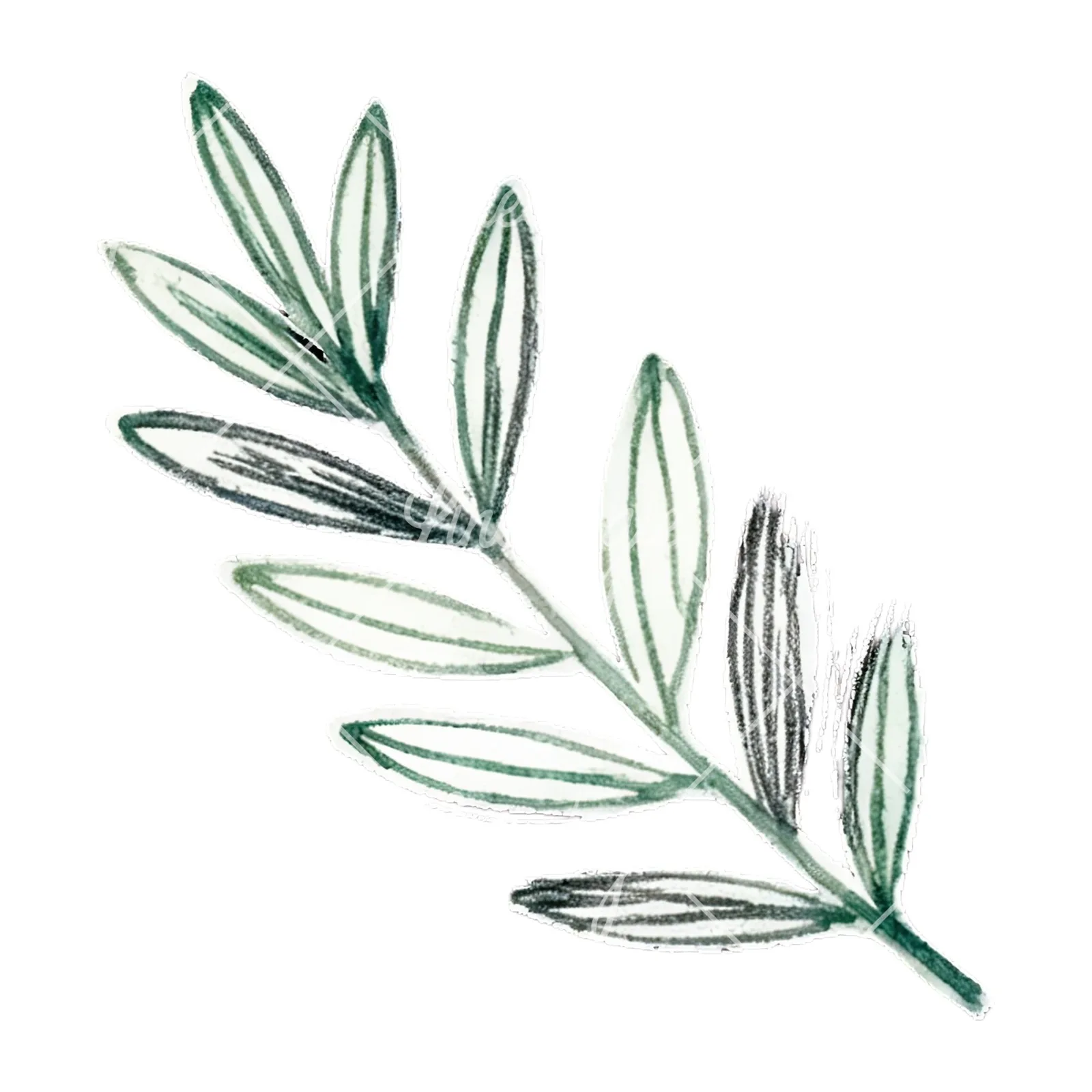 Watercolor light green laurel leaves branch clipart 8 of 12 on a white background (JPG)