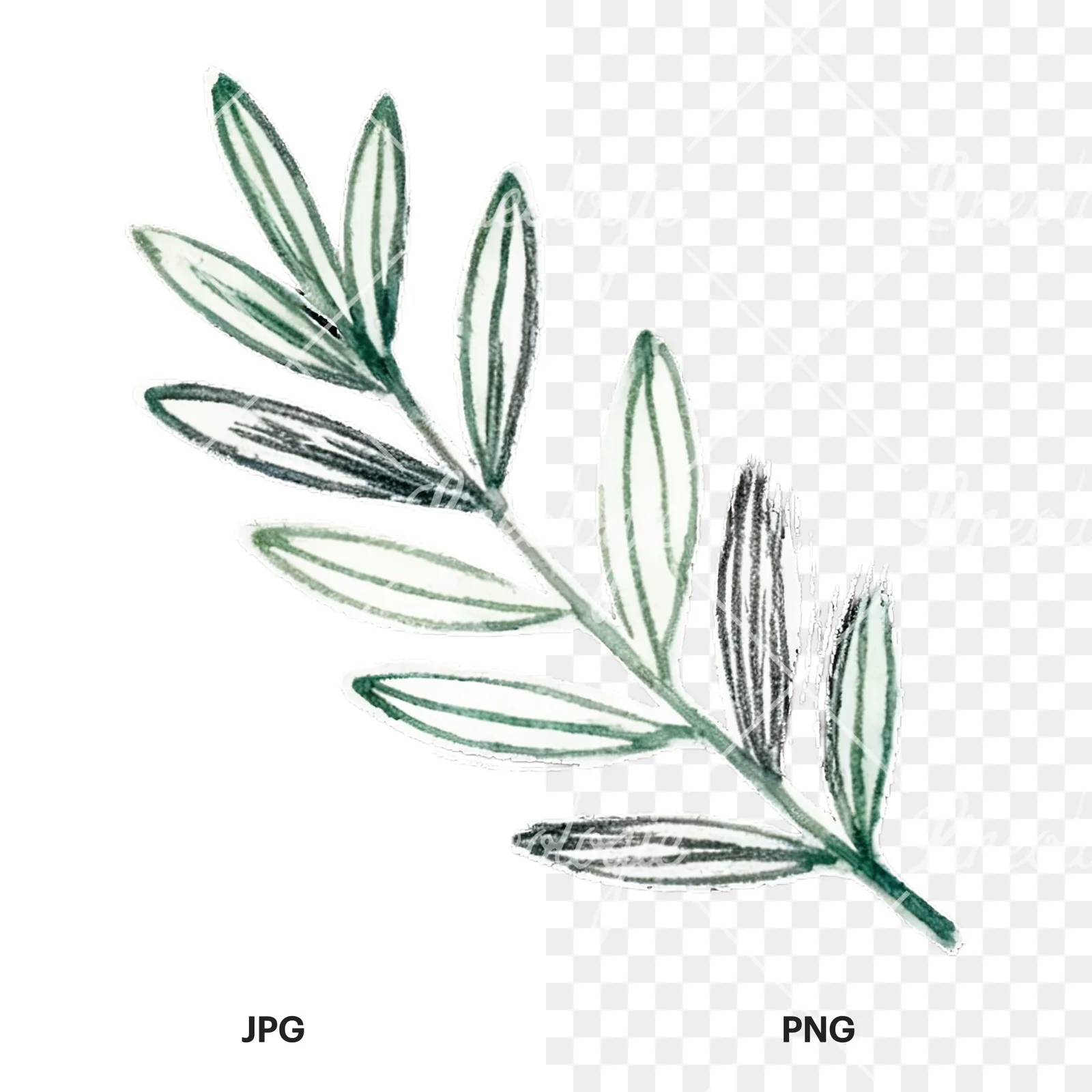 Watercolor light green laurel leaves branch clipart 8 of 12, as a JPG on white and a transparent PNG