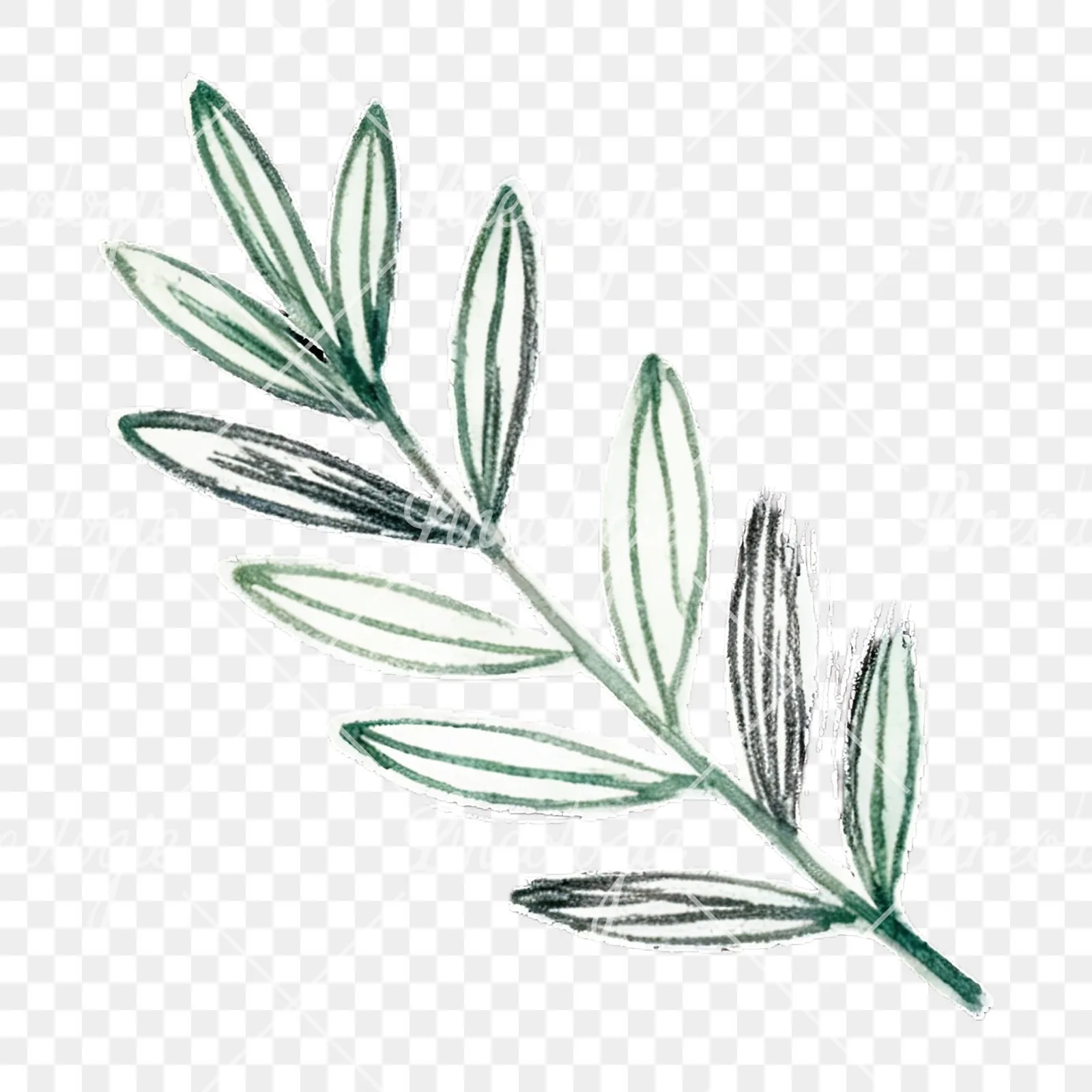 Watercolor light green laurel leaves branch clipart 8 of 12 on a transparent background (PNG)