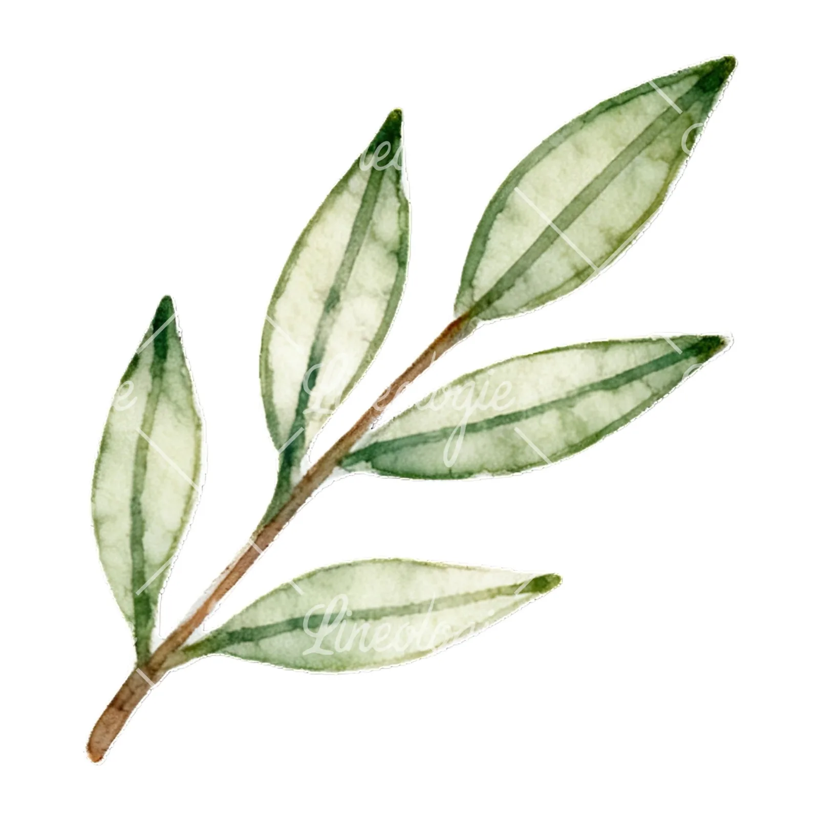 Watercolor light green laurel leaves branch clipart 9 of 12 on a white background (JPG)
