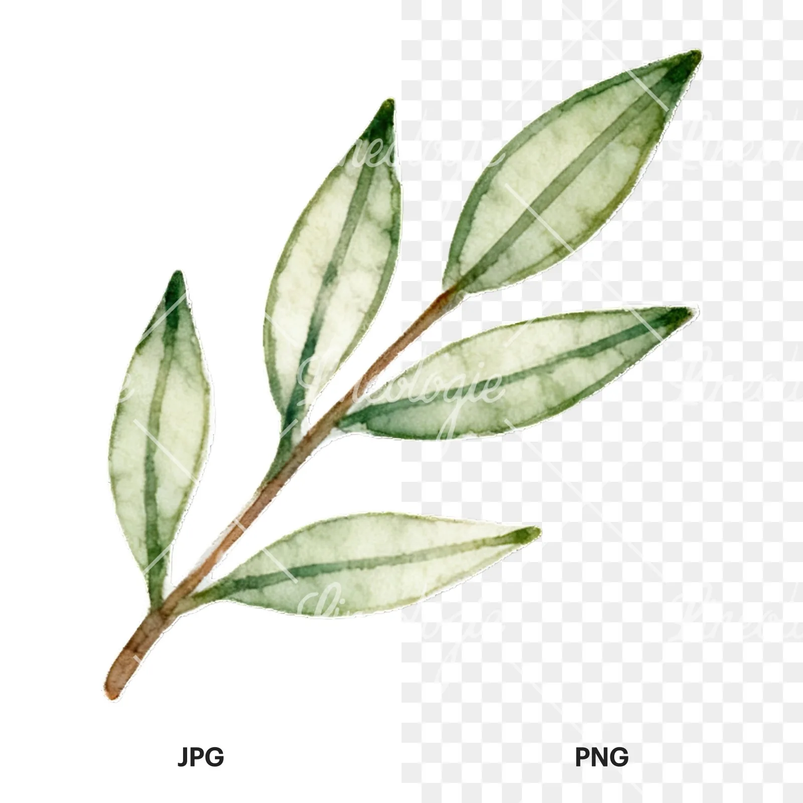 Watercolor light green laurel leaves branch clipart 9 of 12, as a JPG on white and a transparent PNG