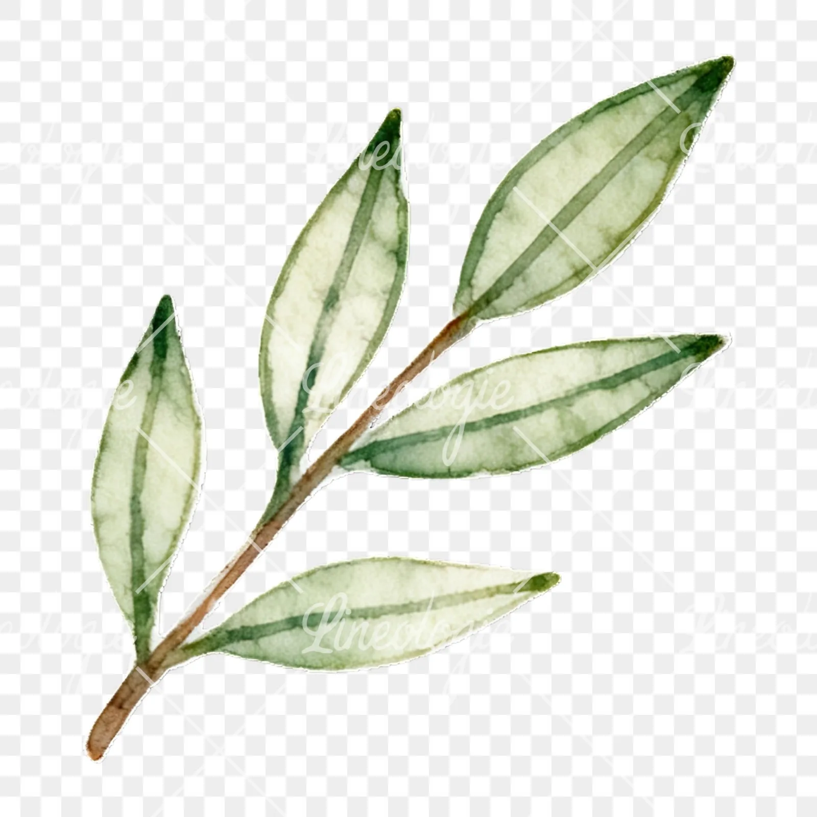 Watercolor light green laurel leaves branch clipart 9 of 12 on a transparent background (PNG)