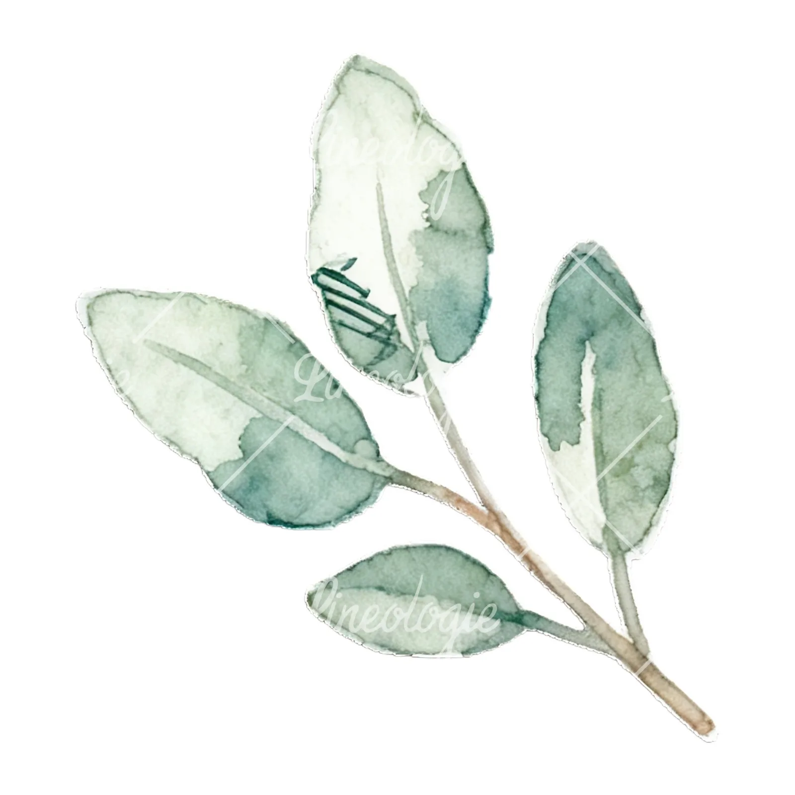 Watercolor light green laurel leaves branch clipart 10 of 12 on a white background (JPG)