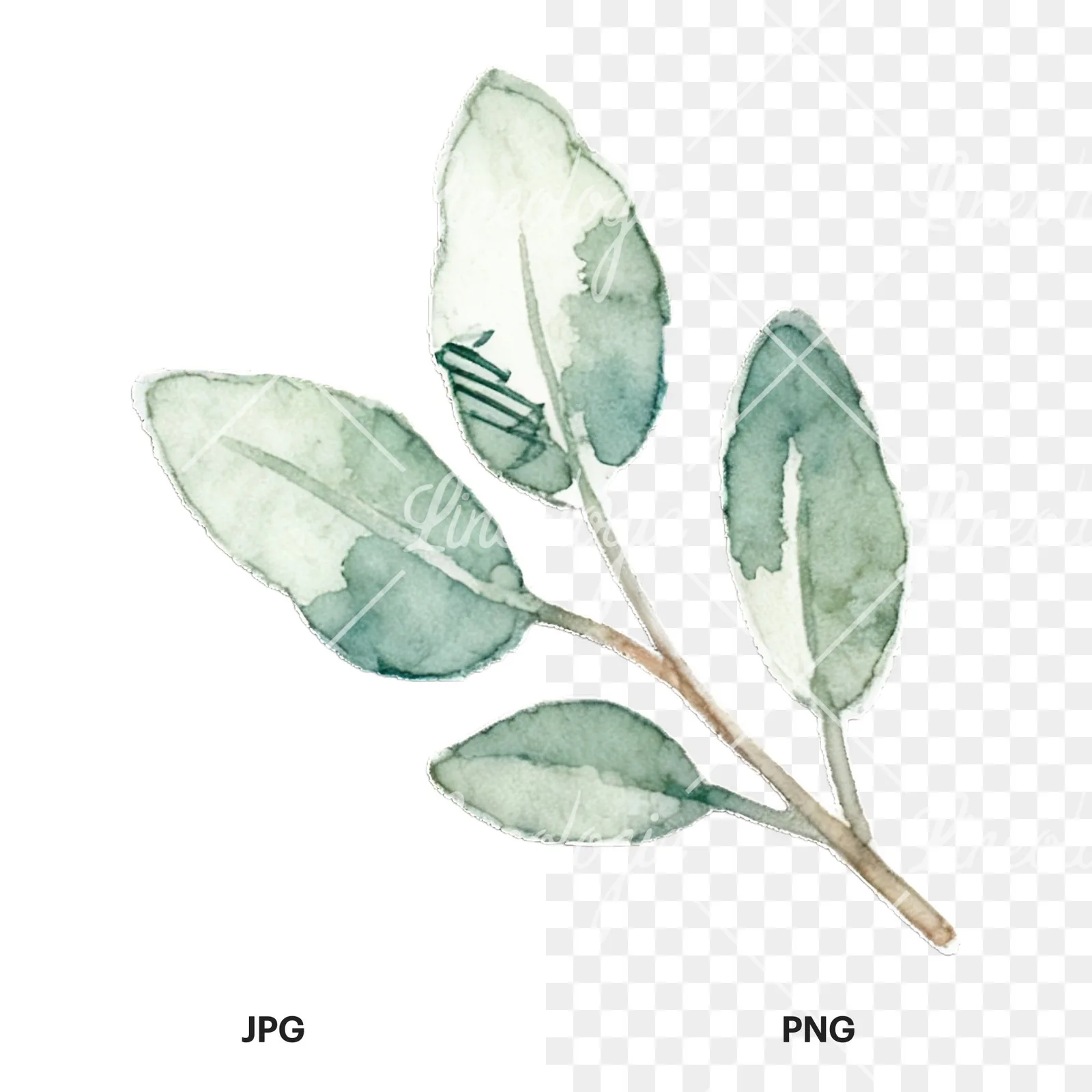 Watercolor light green laurel leaves branch clipart 10 of 12, as a JPG on white and a transparent PNG