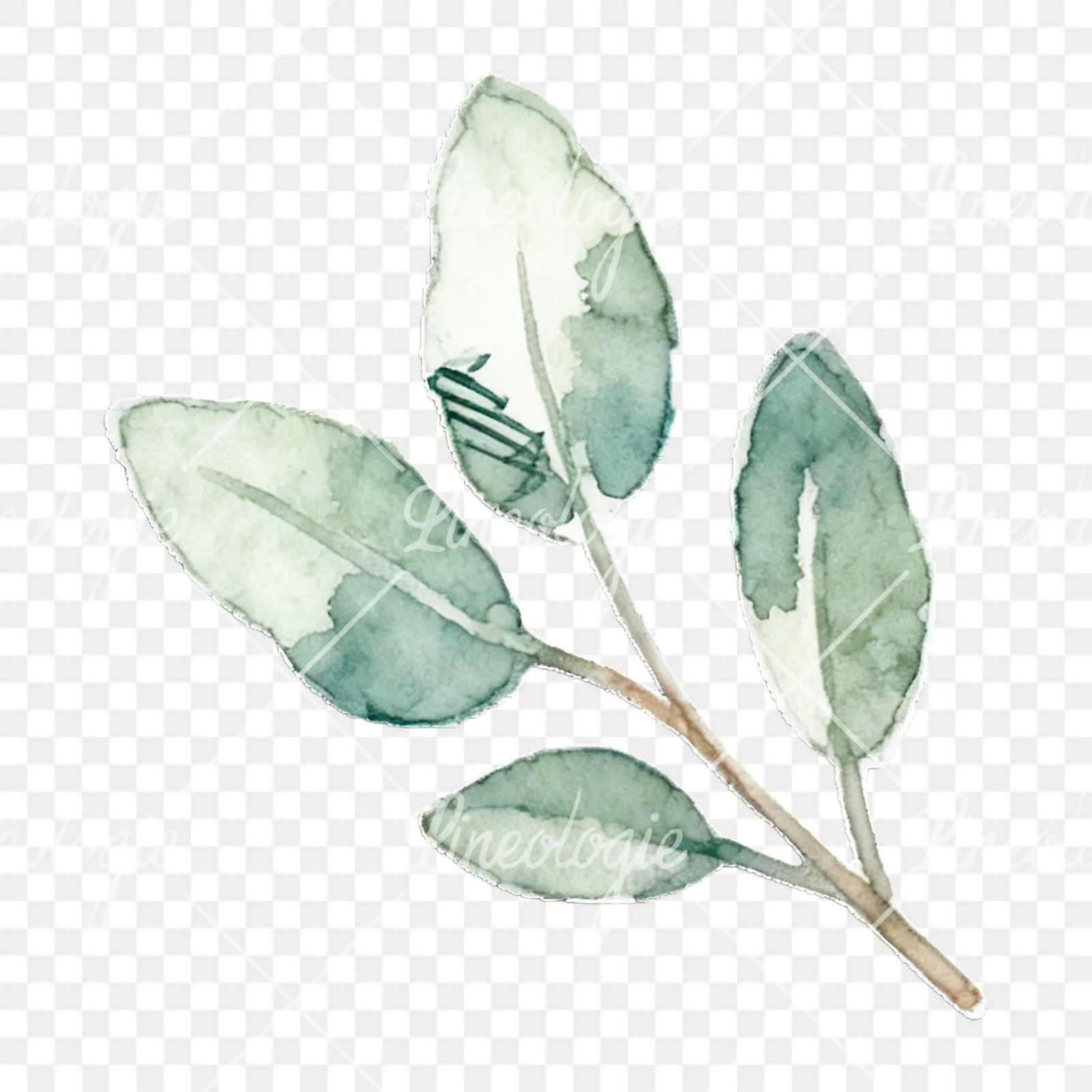 Watercolor light green laurel leaves branch clipart 10 of 12 on a transparent background (PNG)