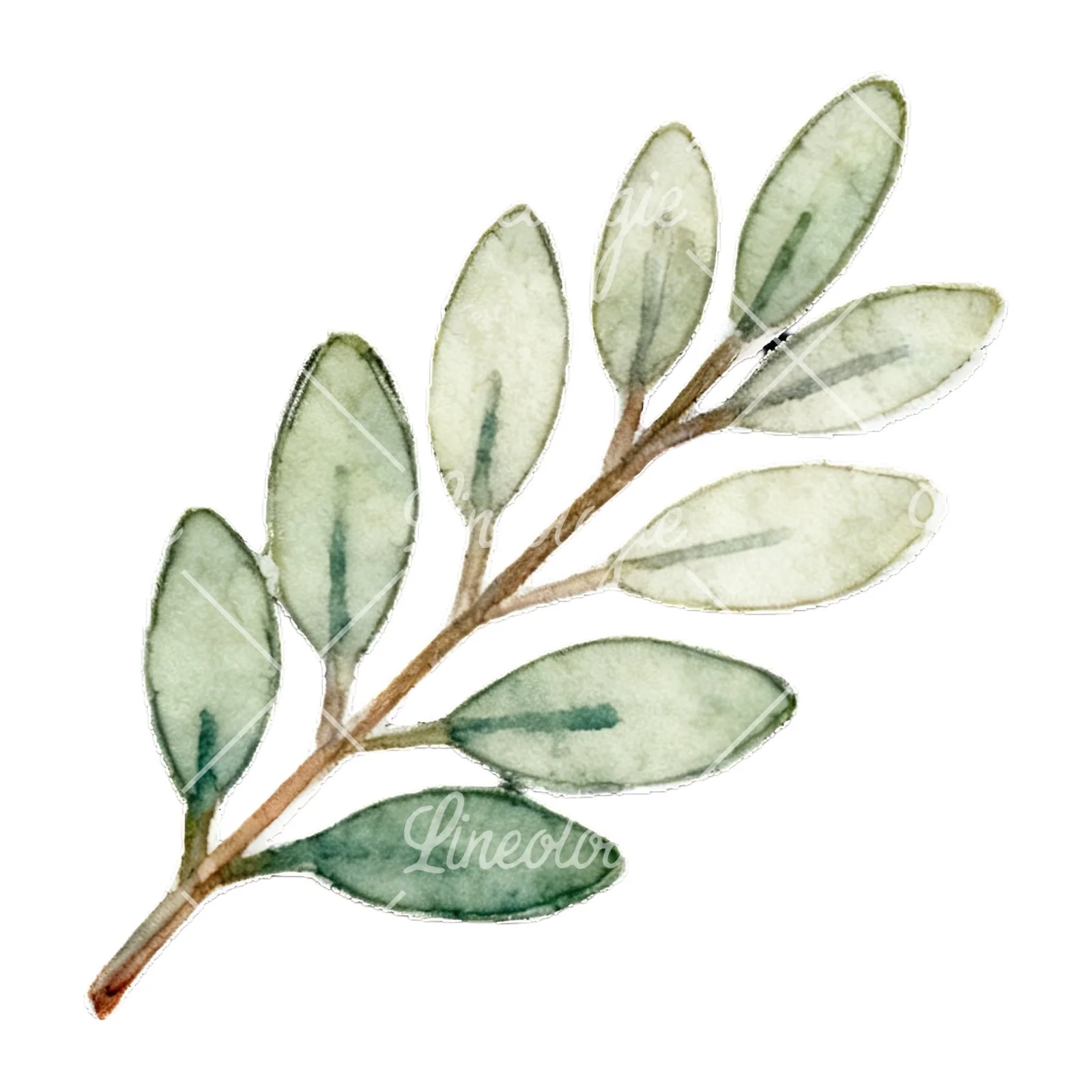 Watercolor light green laurel leaves branch clipart 11 of 12 on a white background (JPG)