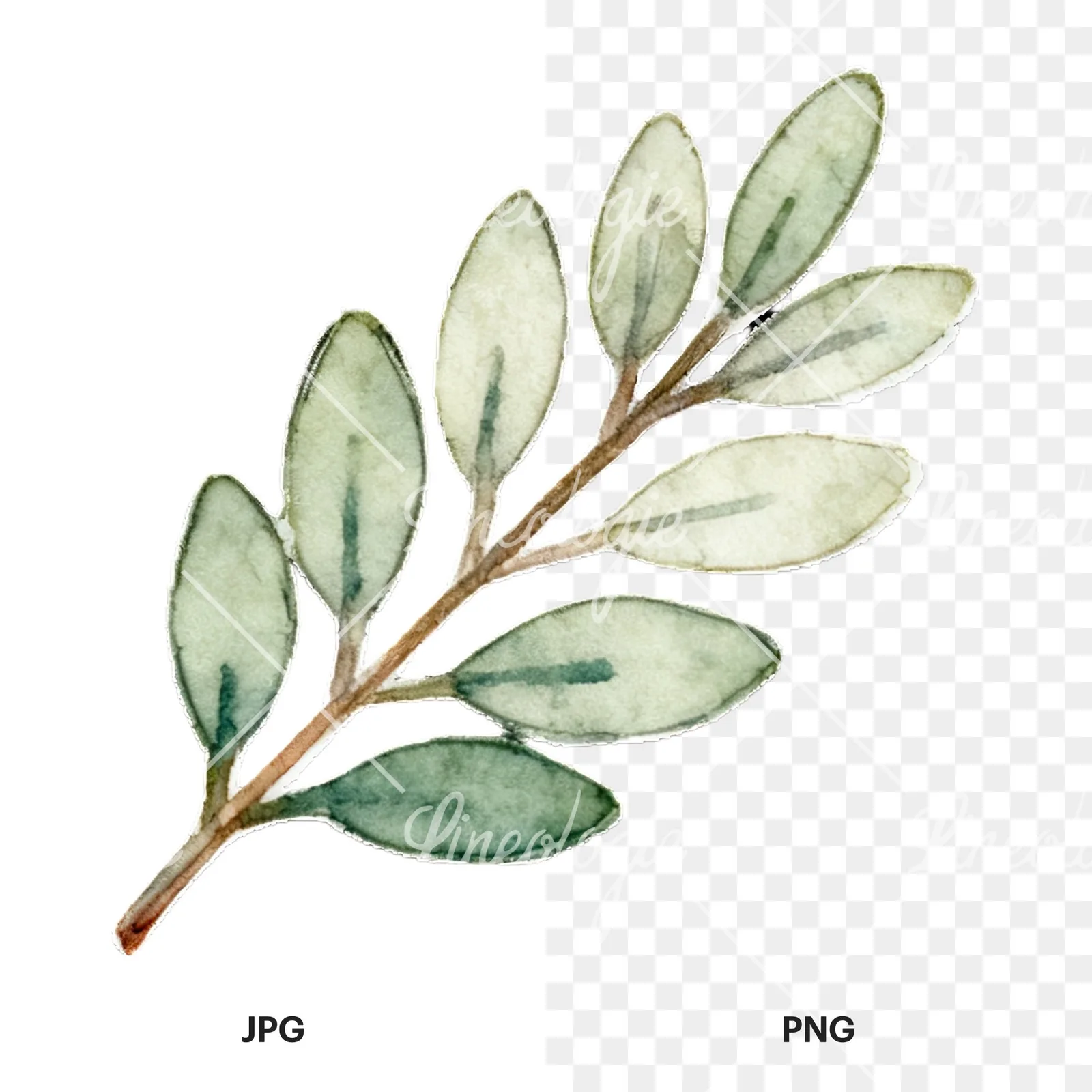 Watercolor light green laurel leaves branch clipart 11 of 12, as a JPG on white and a transparent PNG