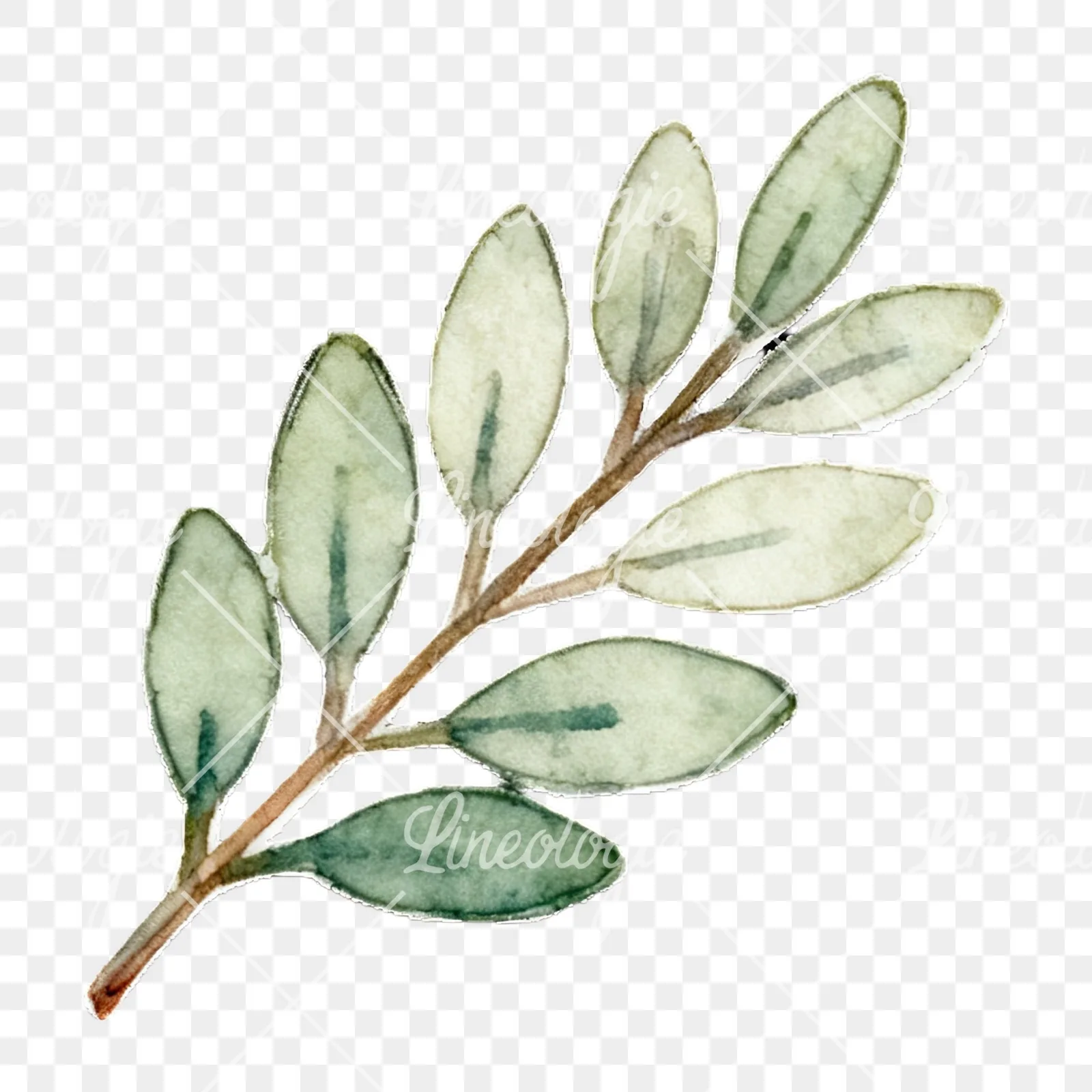 Watercolor light green laurel leaves branch clipart 11 of 12 on a transparent background (PNG)