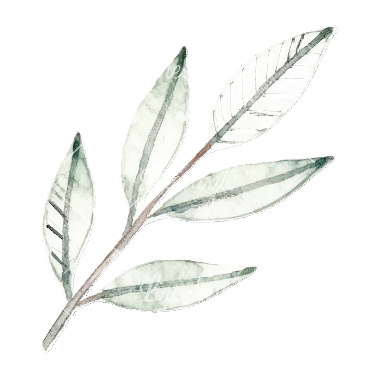 Watercolor light green laurel leaves branch clipart 12 of 12 on a white background (JPG)
