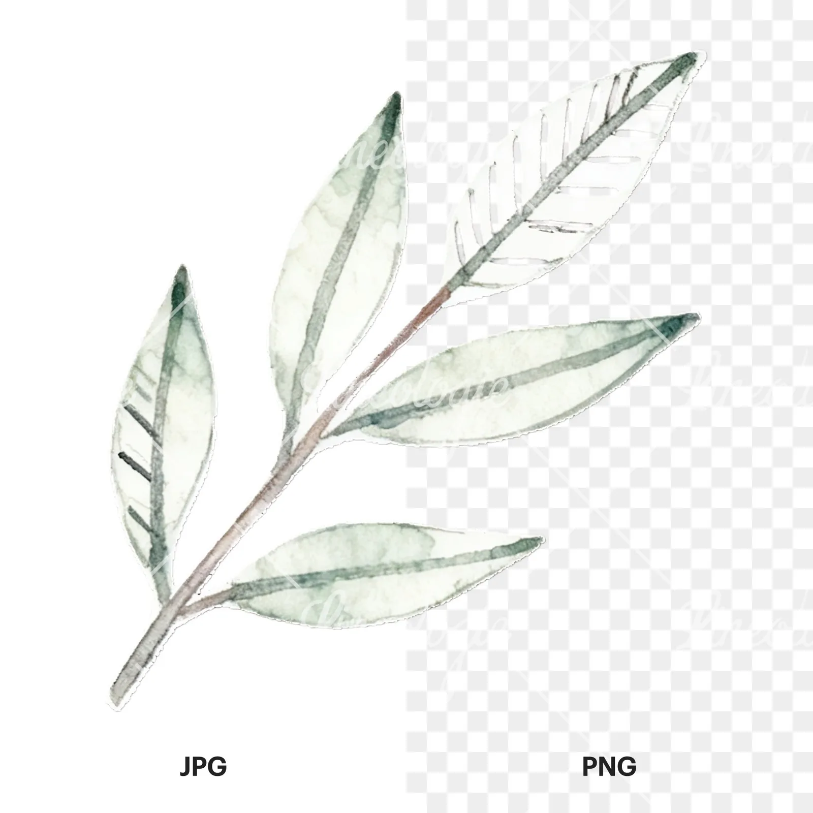 Watercolor light green laurel leaves branch clipart 12 of 12, as a JPG on white and a transparent PNG