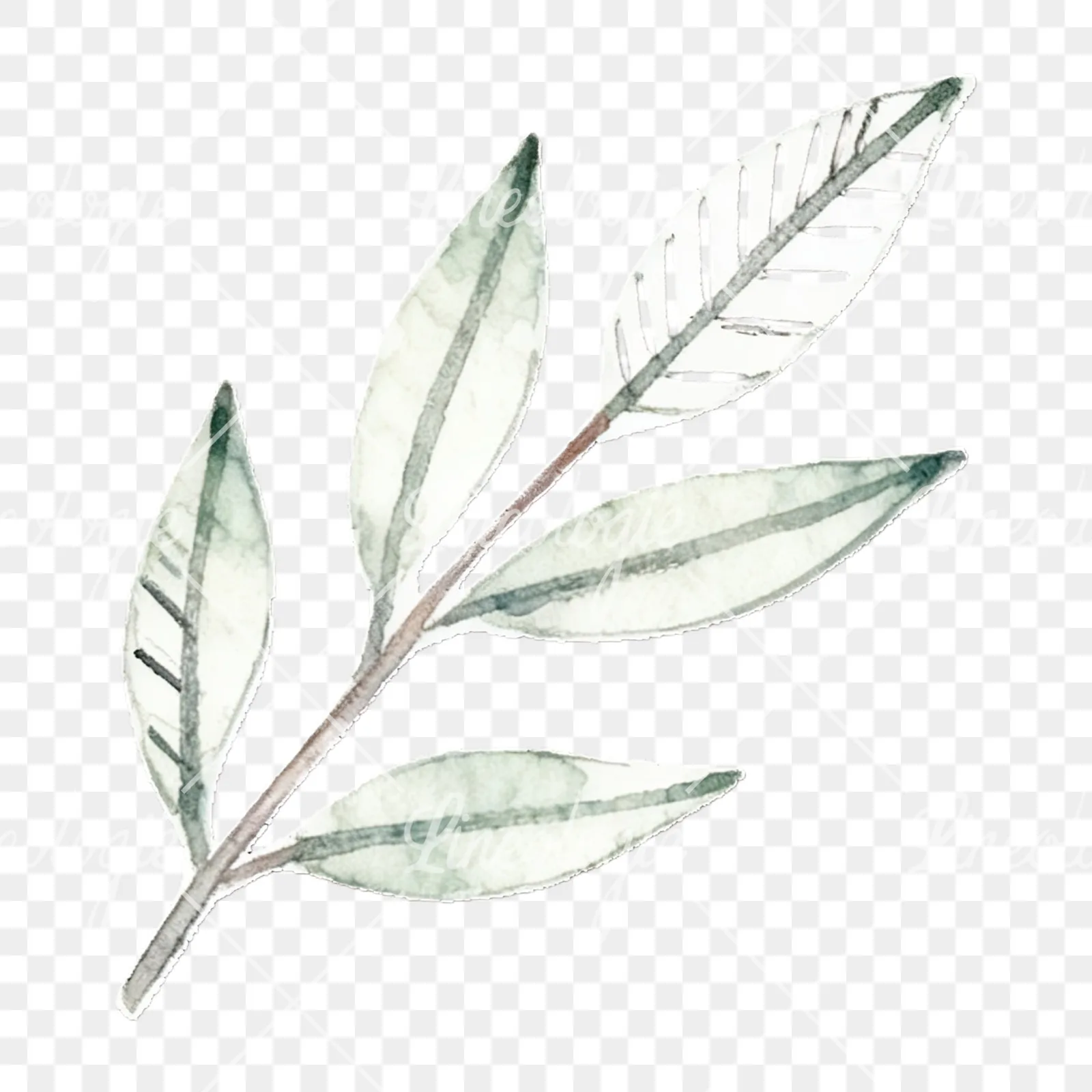 Watercolor light green laurel leaves branch clipart 12 of 12 on a transparent background (PNG)