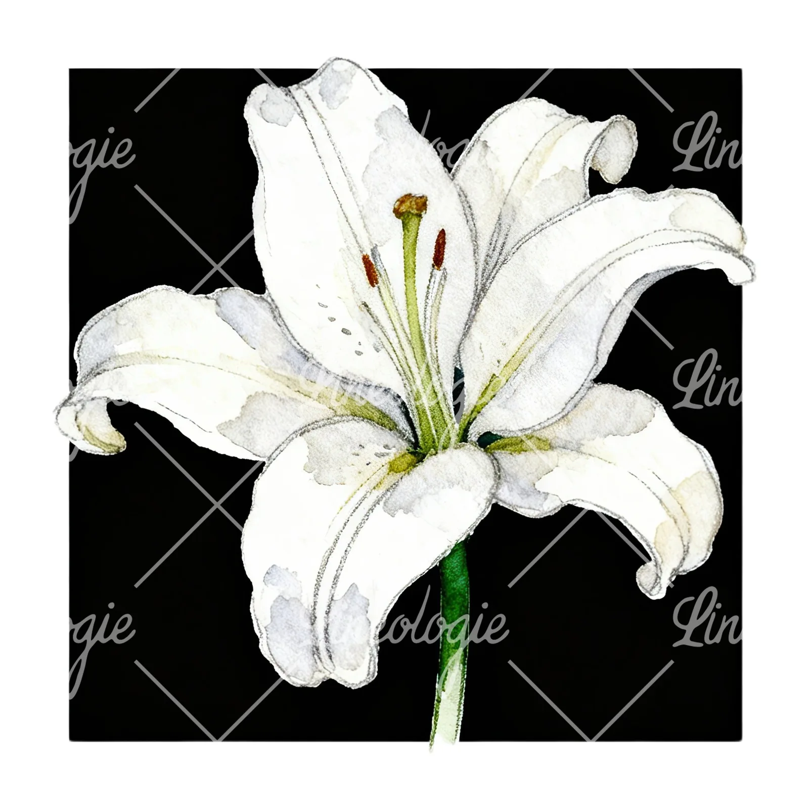Watercolor white pink purple lily flower clipart 1 of 12 on a white background (JPG)