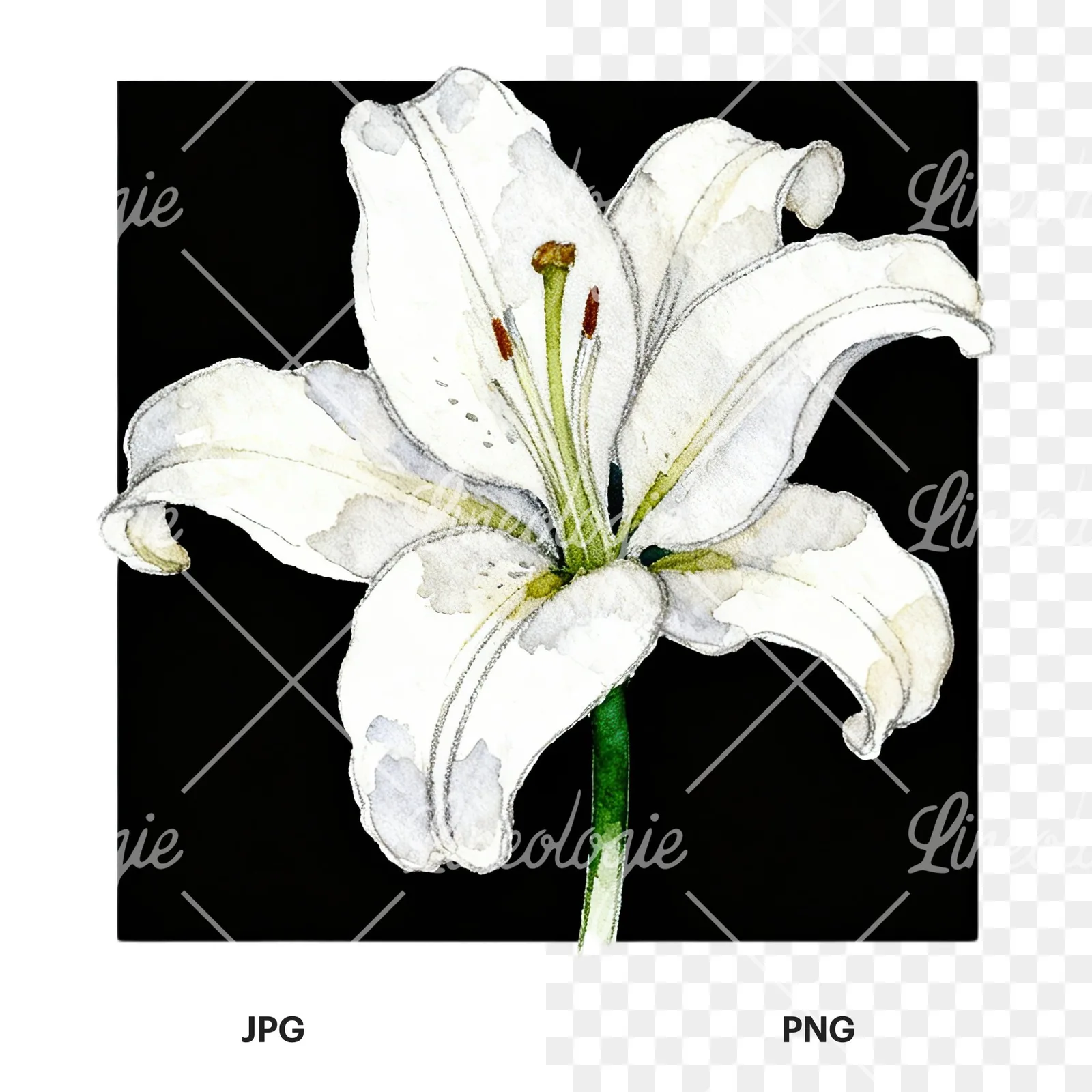 Watercolor white pink purple lily flower clipart 1 of 12, as a JPG on white and a transparent PNG