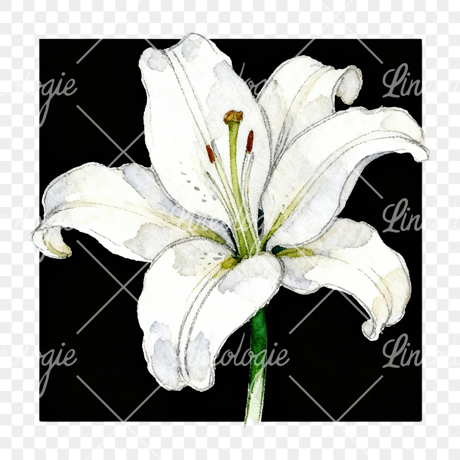 Watercolor white pink purple lily flower clipart 1 of 12 on a transparent background (PNG)