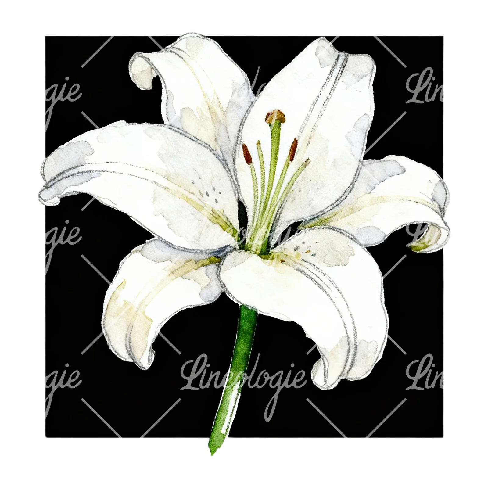 Watercolor white pink purple lily flower clipart 2 of 12 on a white background (JPG)