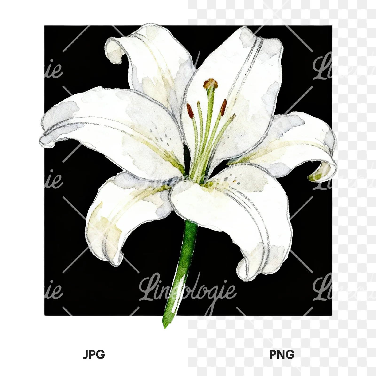 Watercolor white pink purple lily flower clipart 2 of 12, as a JPG on white and a transparent PNG