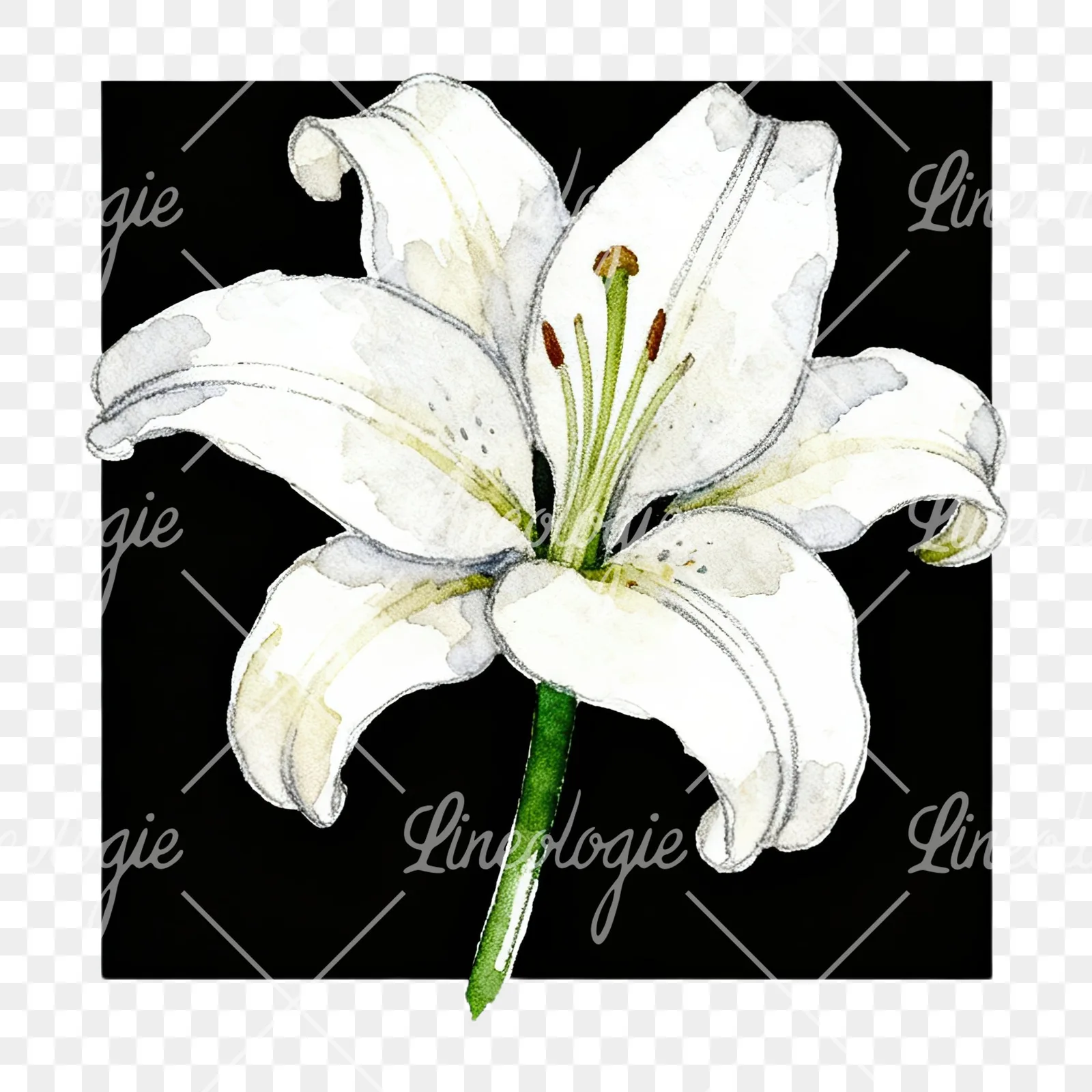 Watercolor white pink purple lily flower clipart 2 of 12 on a transparent background (PNG)