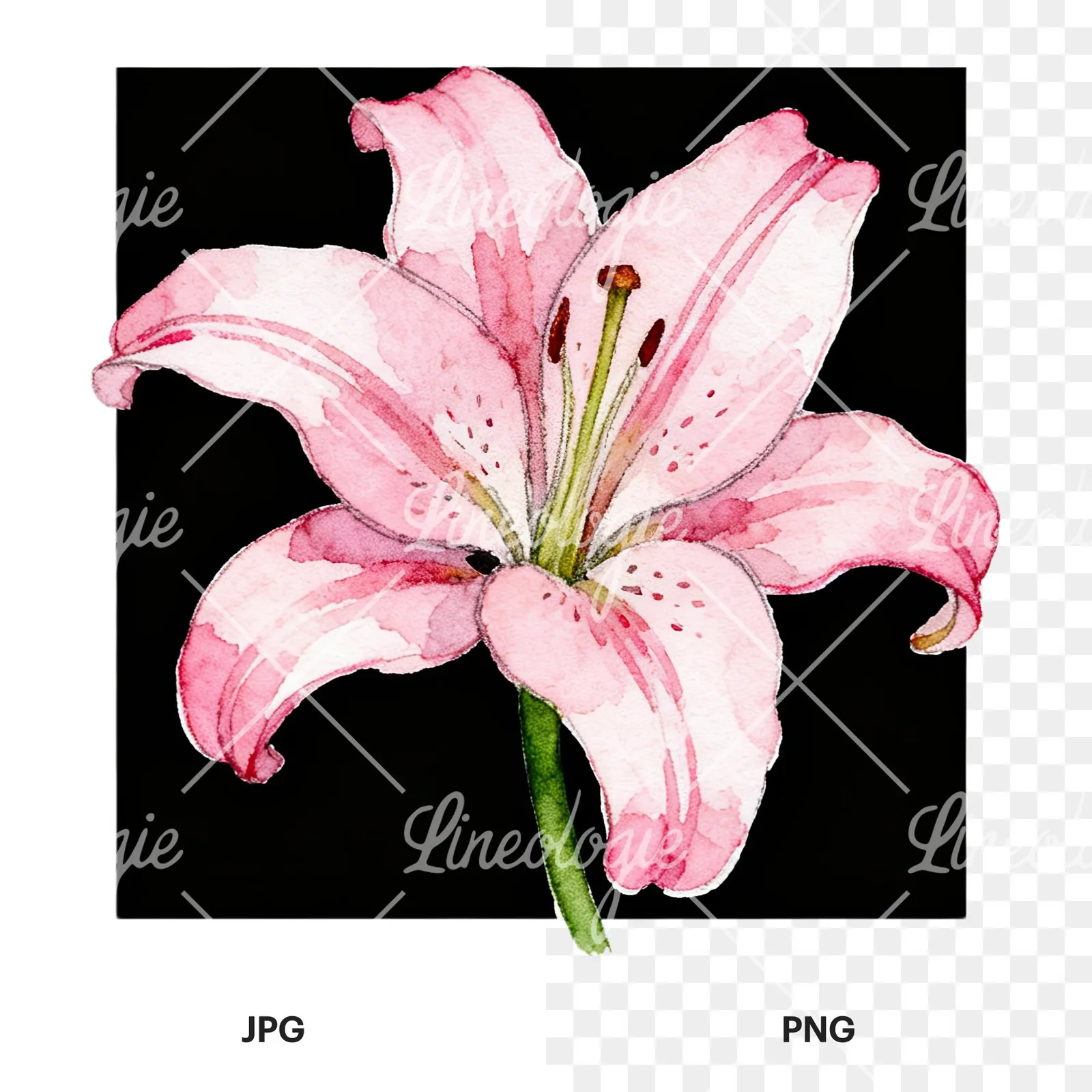 Watercolor white pink purple lily flower clipart 3 of 12, as a JPG on white and a transparent PNG
