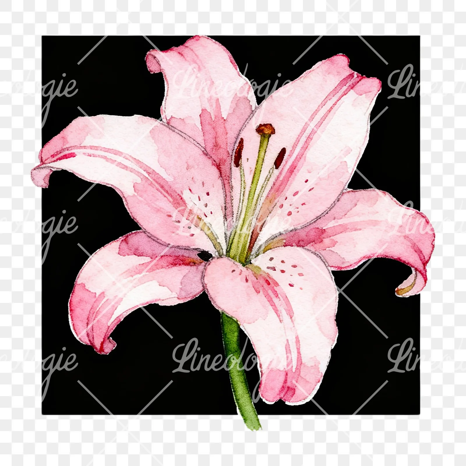 Watercolor white pink purple lily flower clipart 3 of 12 on a transparent background (PNG)