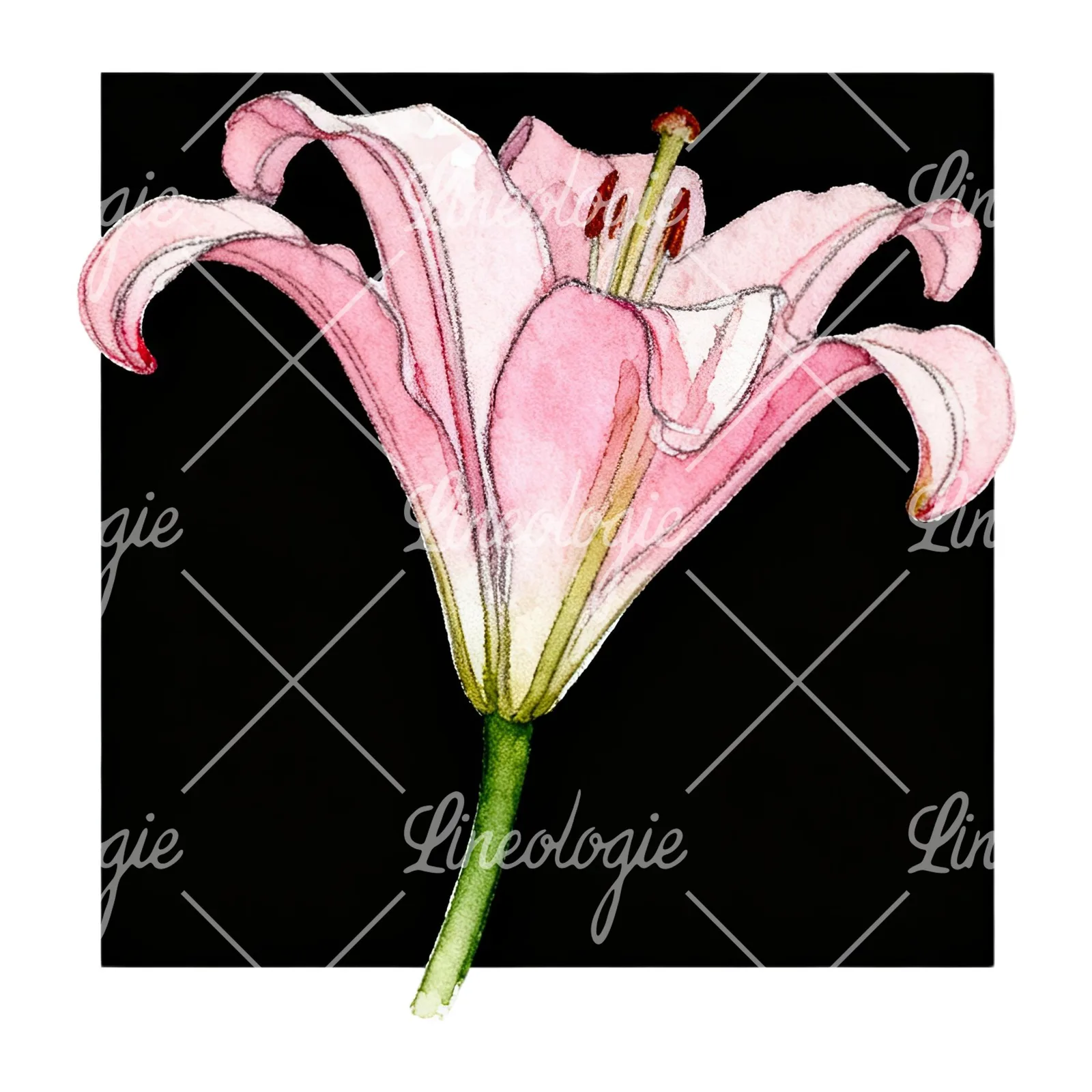 Watercolor white pink purple lily flower clipart 4 of 12 on a white background (JPG)