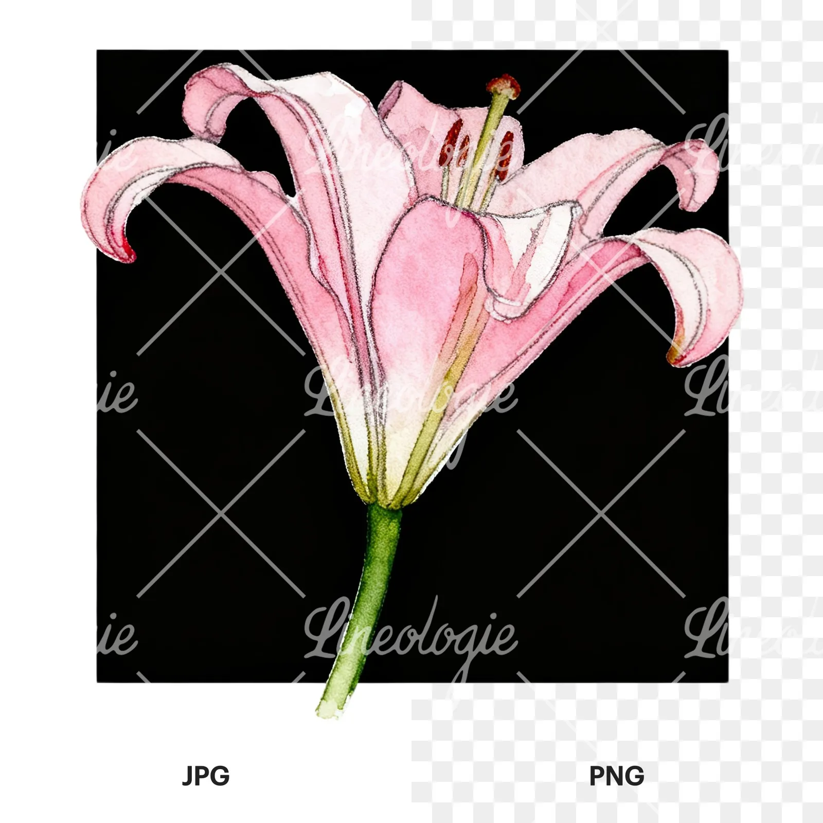 Watercolor white pink purple lily flower clipart 4 of 12, as a JPG on white and a transparent PNG