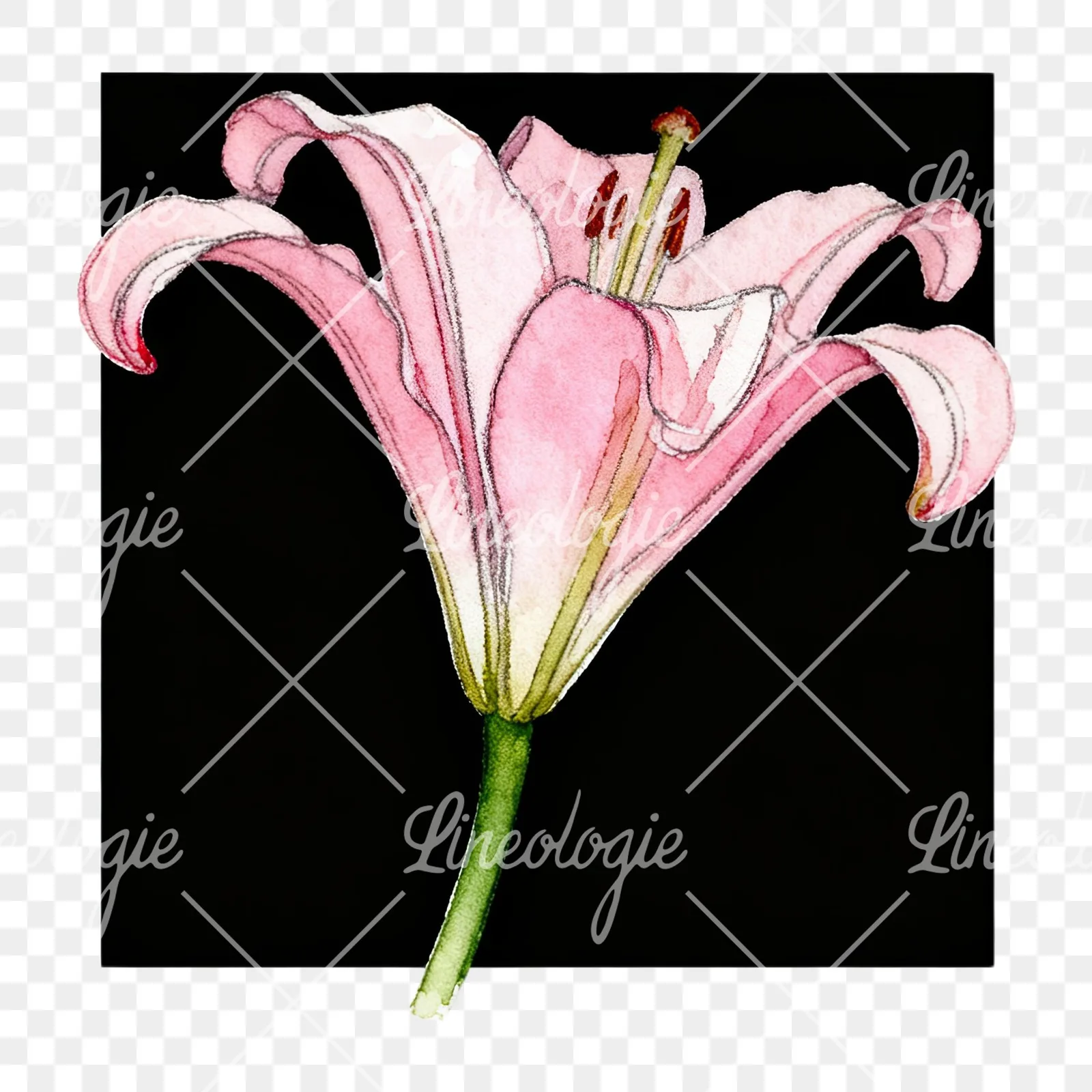 Watercolor white pink purple lily flower clipart 4 of 12 on a transparent background (PNG)