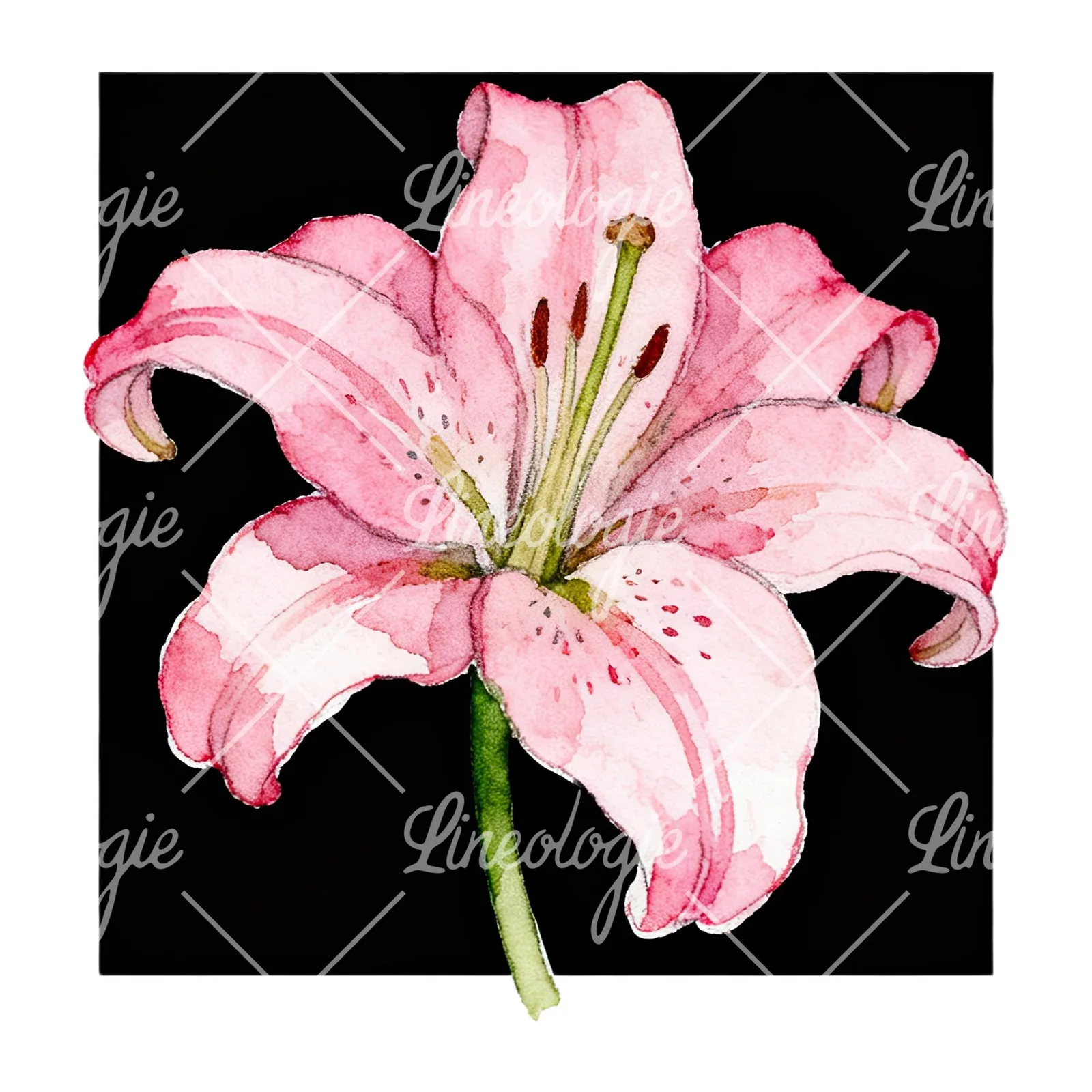 Watercolor white pink purple lily flower clipart 5 of 12 on a white background (JPG)