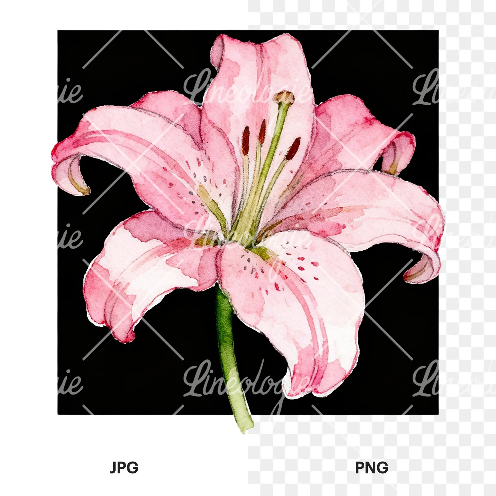 Watercolor white pink purple lily flower clipart 5 of 12, as a JPG on white and a transparent PNG