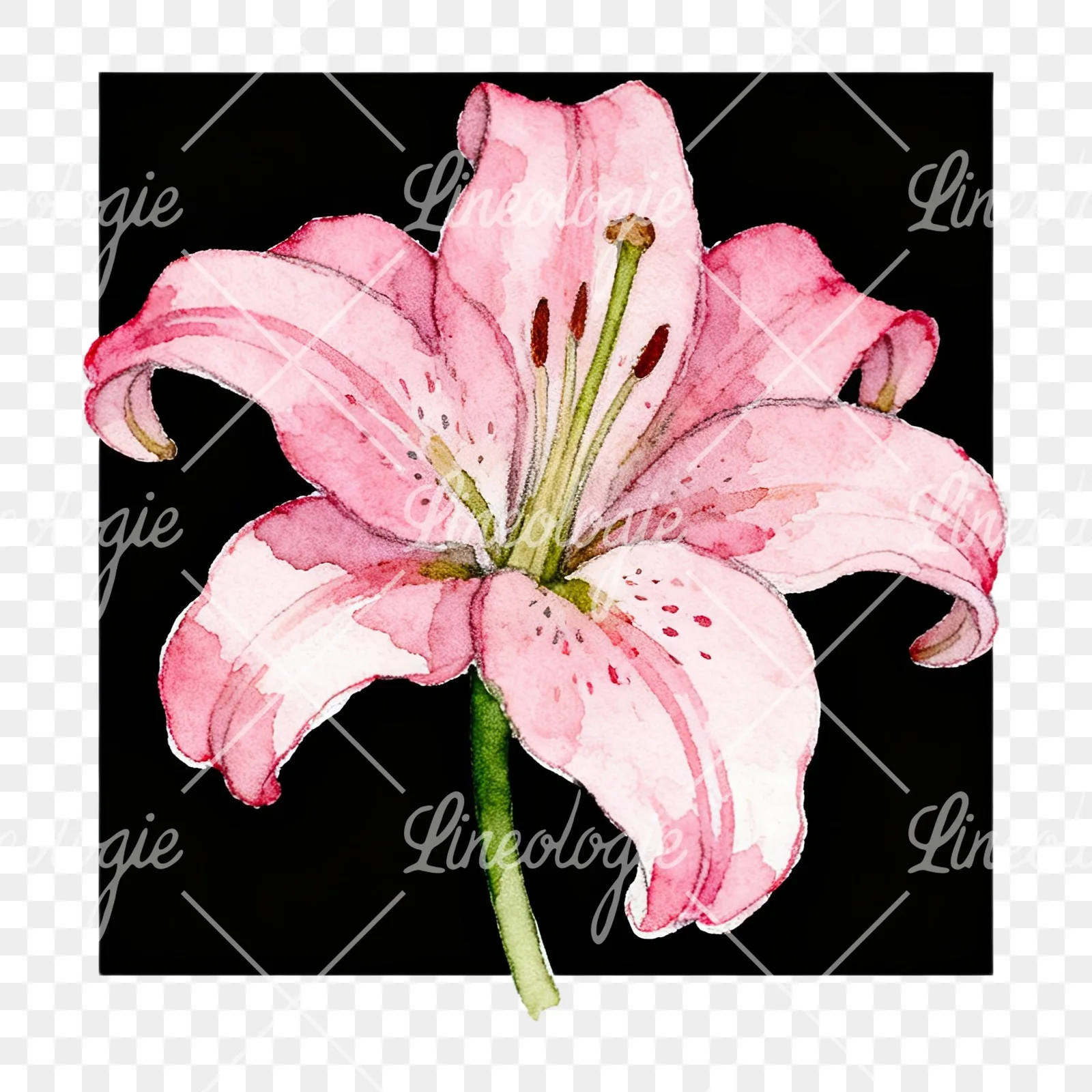 Watercolor white pink purple lily flower clipart 5 of 12 on a transparent background (PNG)
