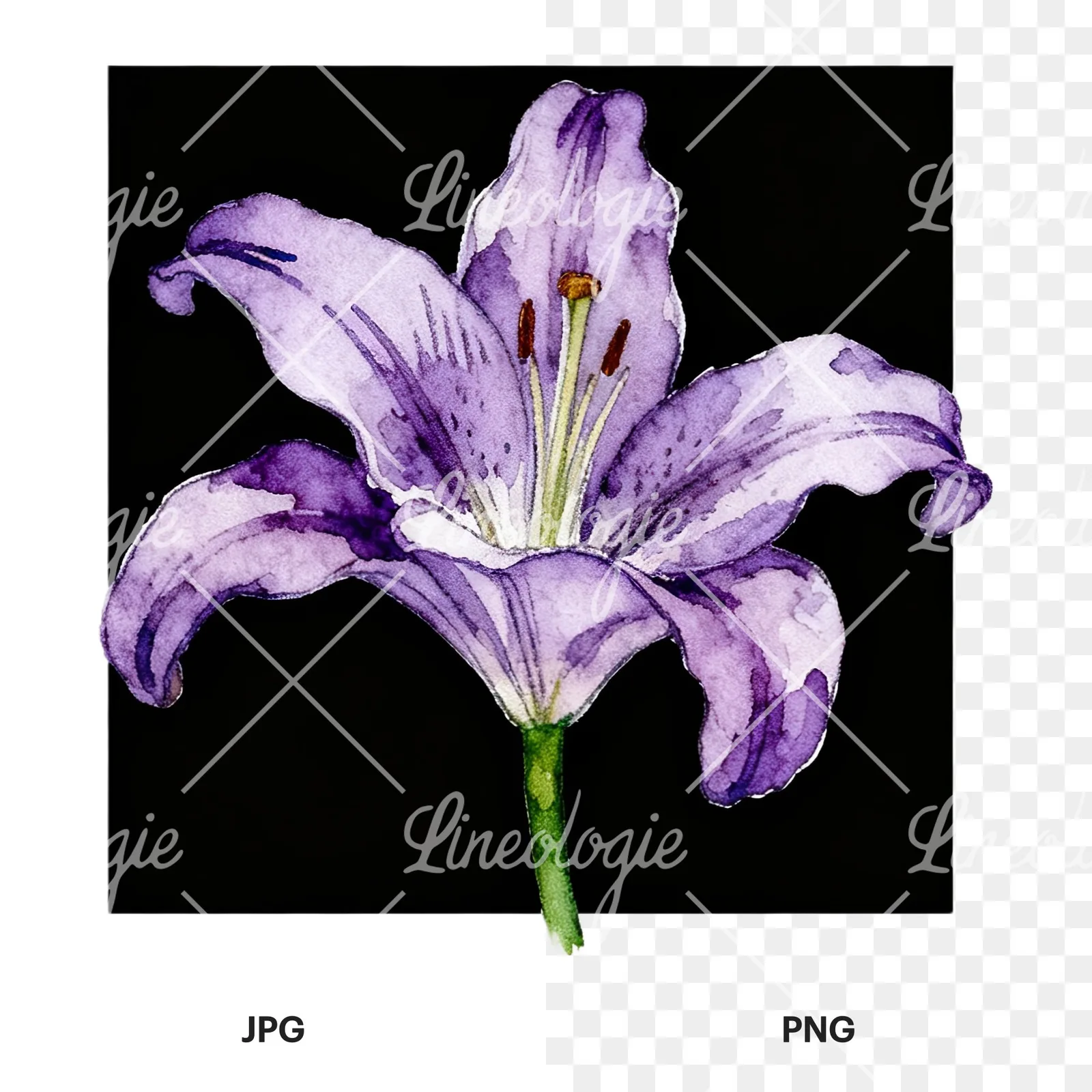 Watercolor white pink purple lily flower clipart 6 of 12, as a JPG on white and a transparent PNG