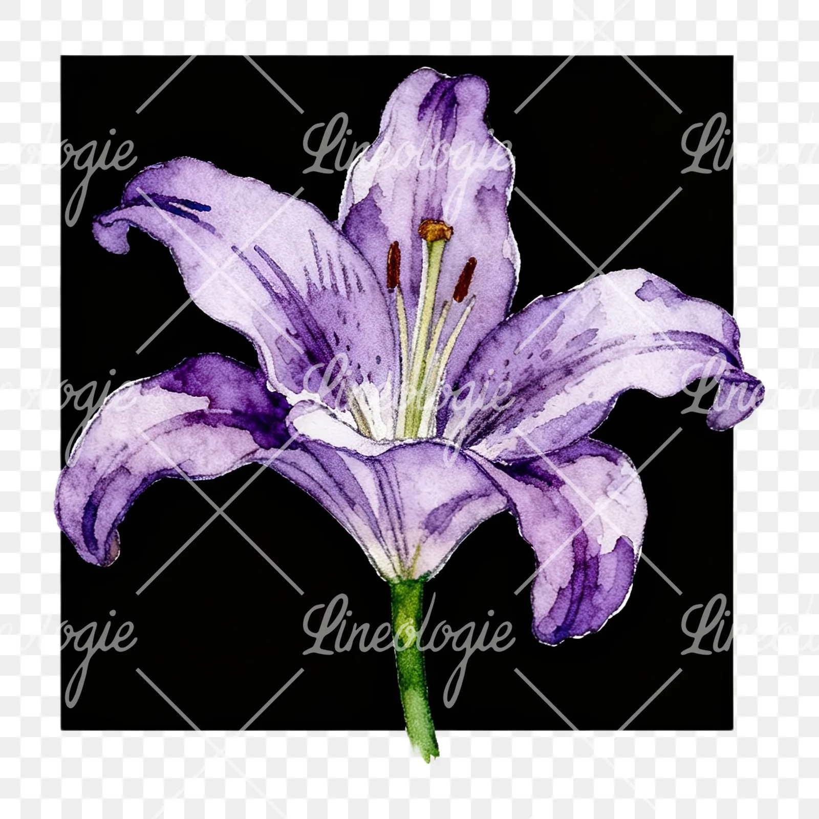 Watercolor white pink purple lily flower clipart 6 of 12 on a transparent background (PNG)