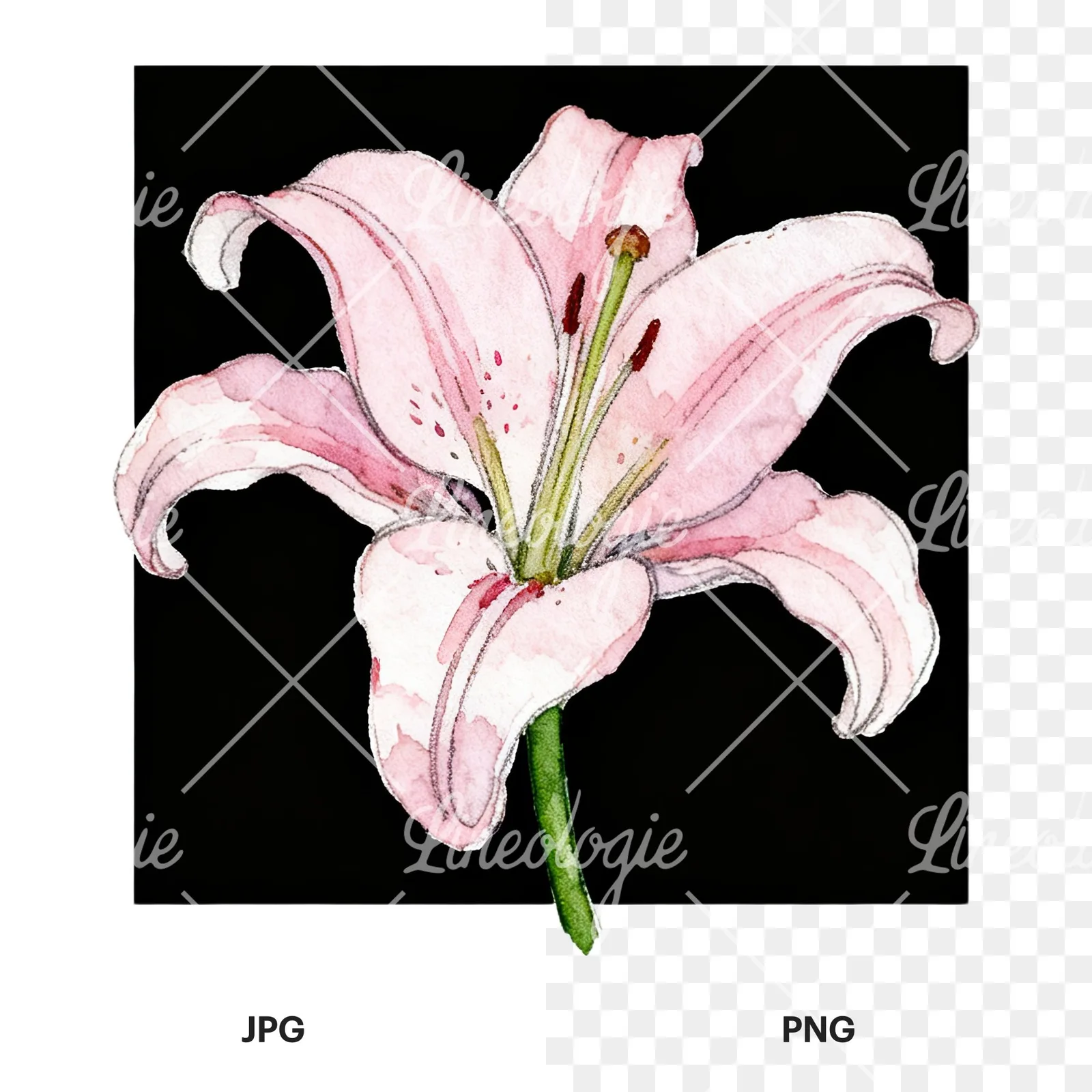 Watercolor white pink purple lily flower clipart 7 of 12, as a JPG on white and a transparent PNG