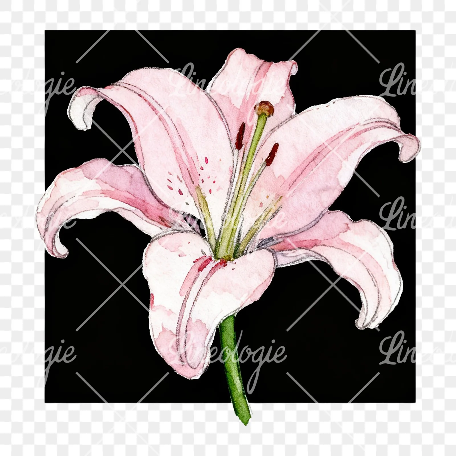 Watercolor white pink purple lily flower clipart 7 of 12 on a transparent background (PNG)