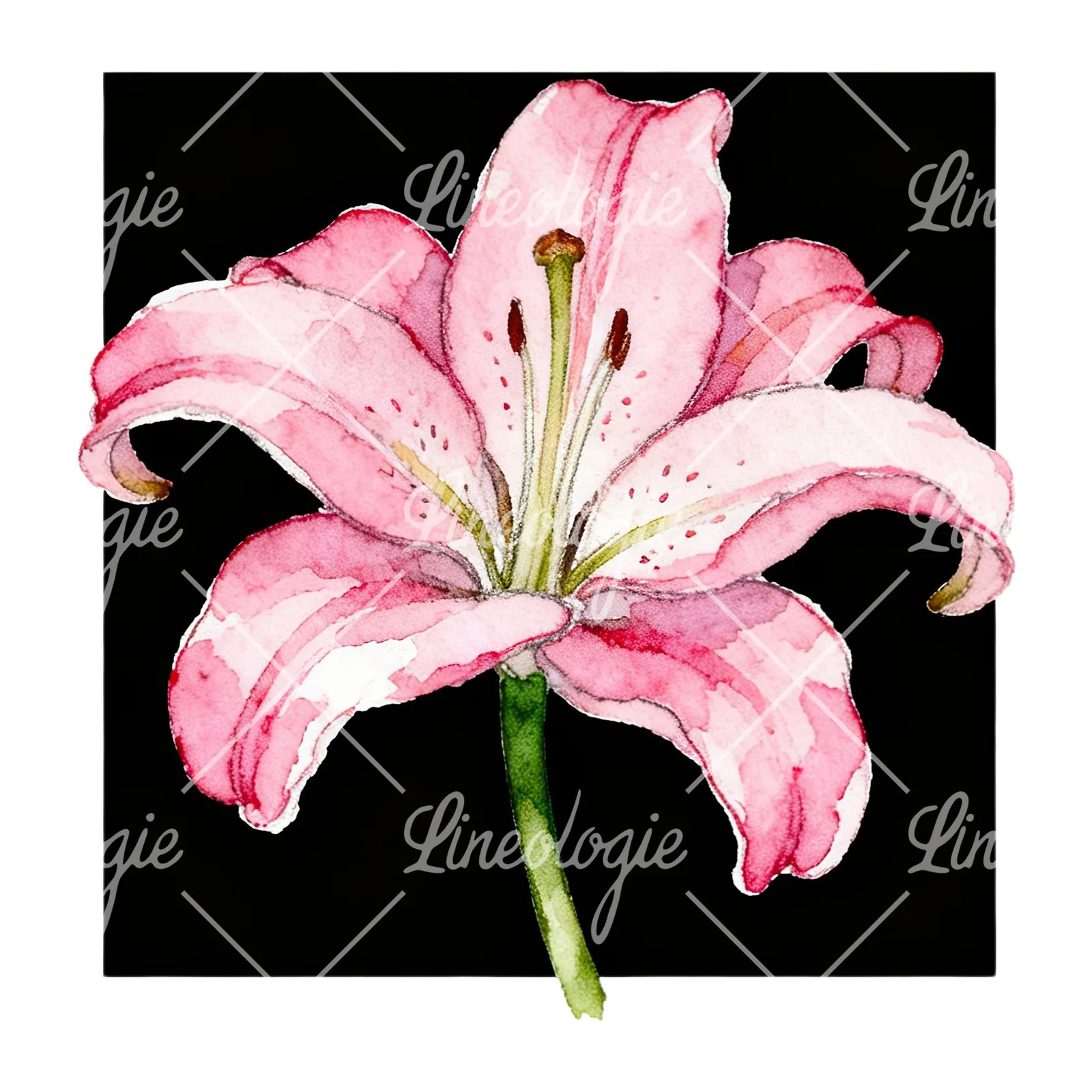 Watercolor white pink purple lily flower clipart 8 of 12 on a white background (JPG)