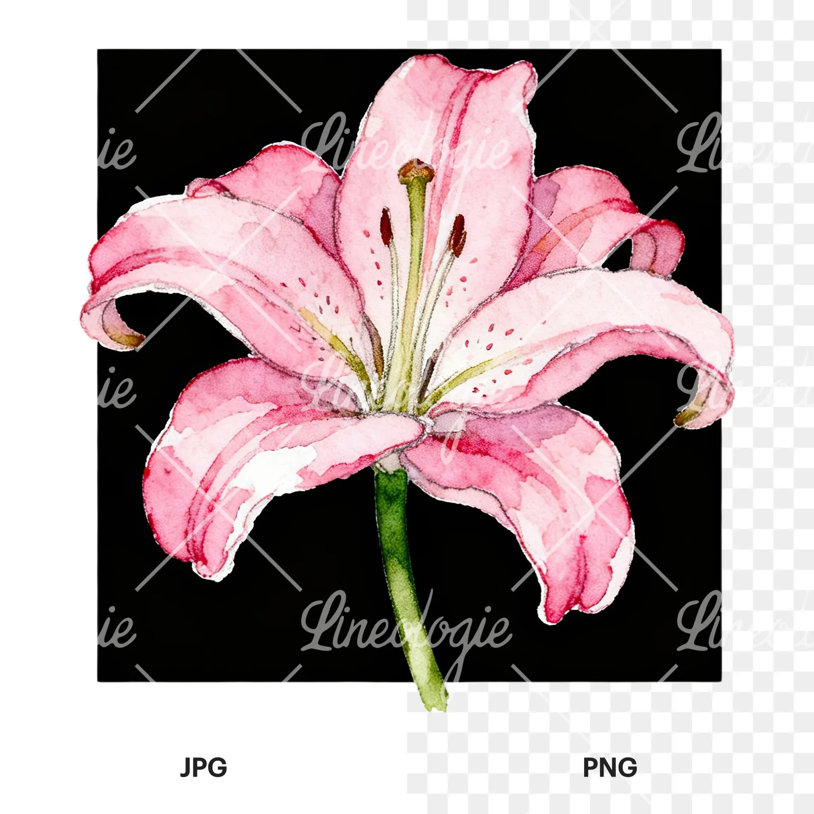 Watercolor white pink purple lily flower clipart 8 of 12, as a JPG on white and a transparent PNG